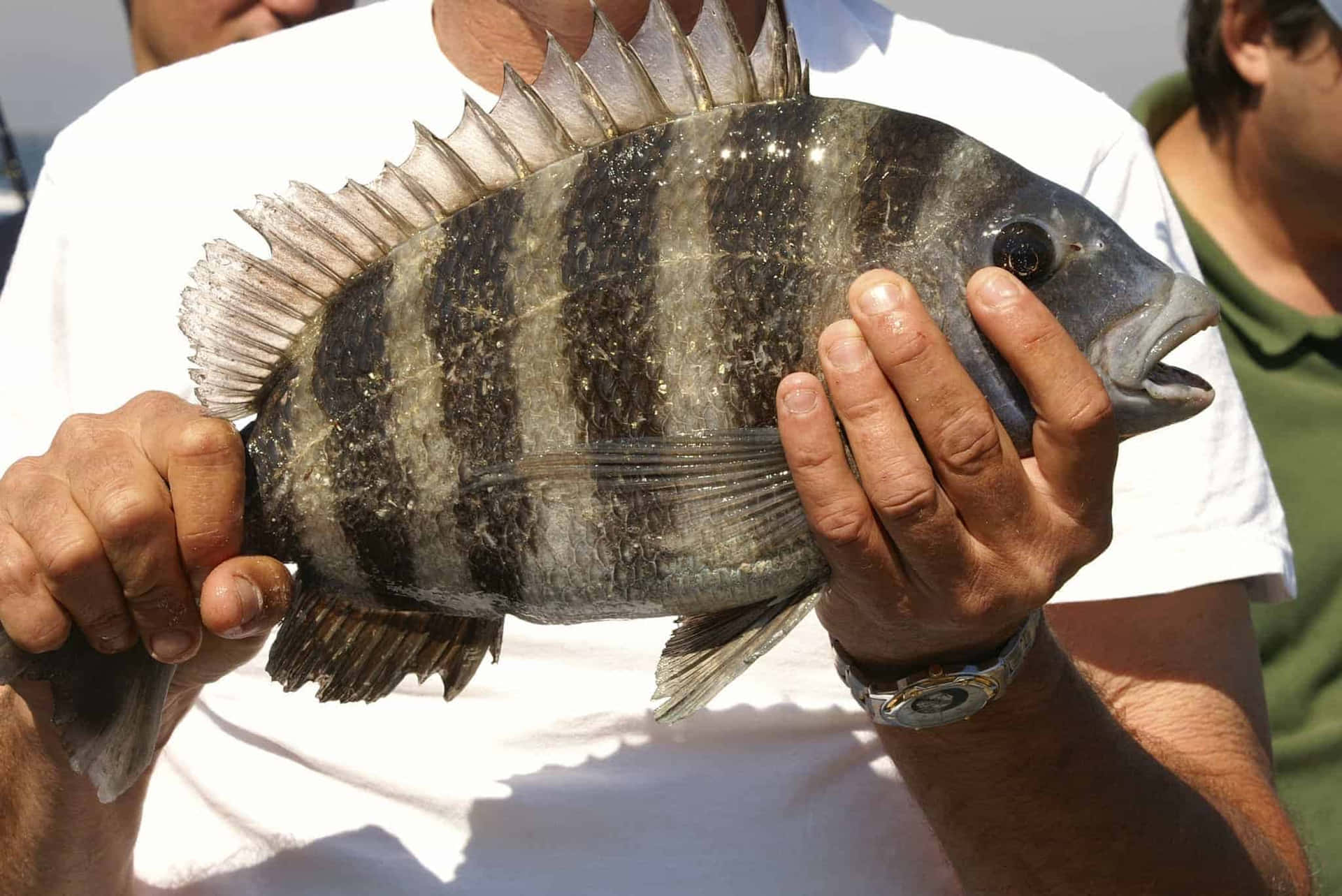 A Man Holding A Fish With Striped Stripes