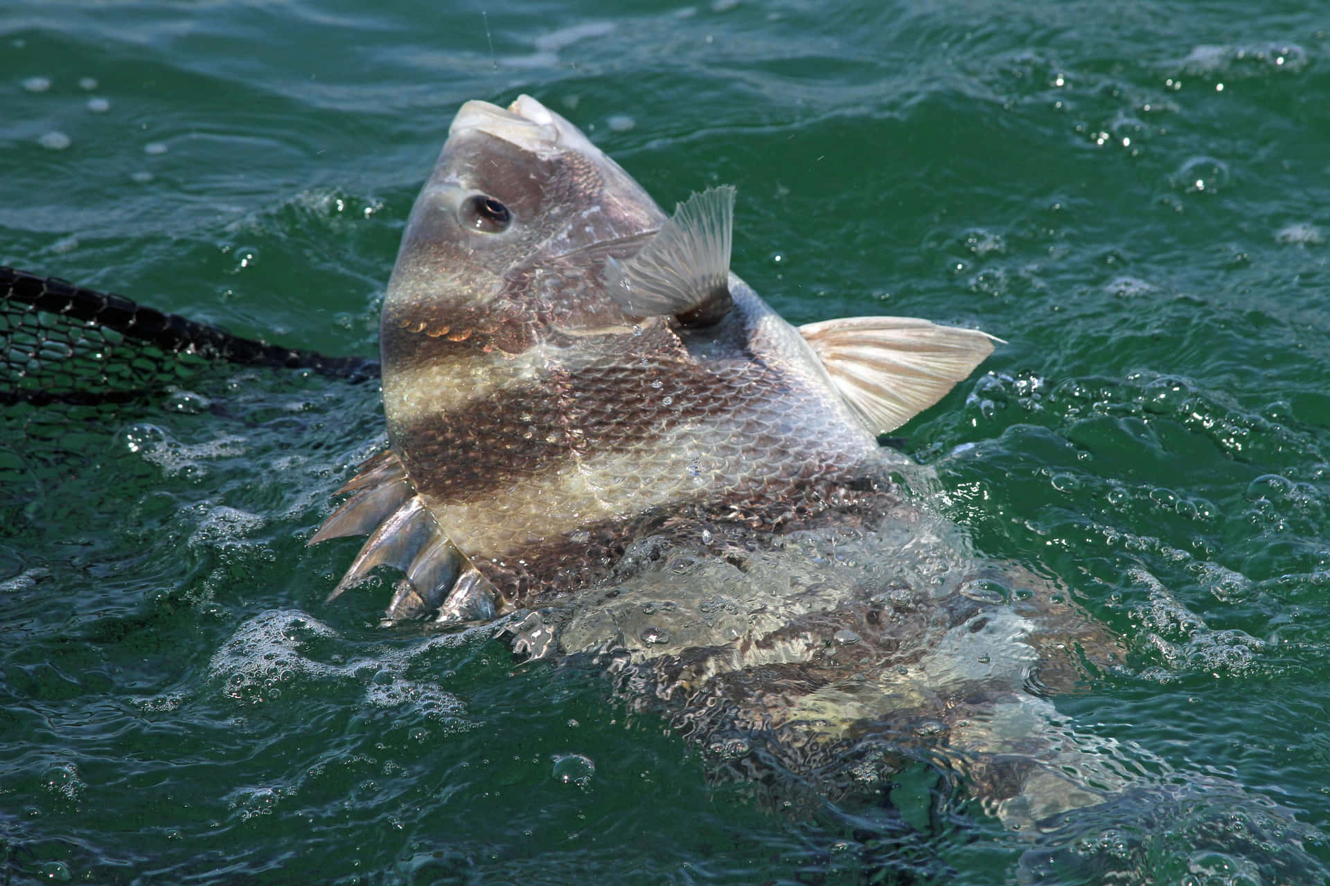 A Colorful Sheepshead Fish Lurking Nearby