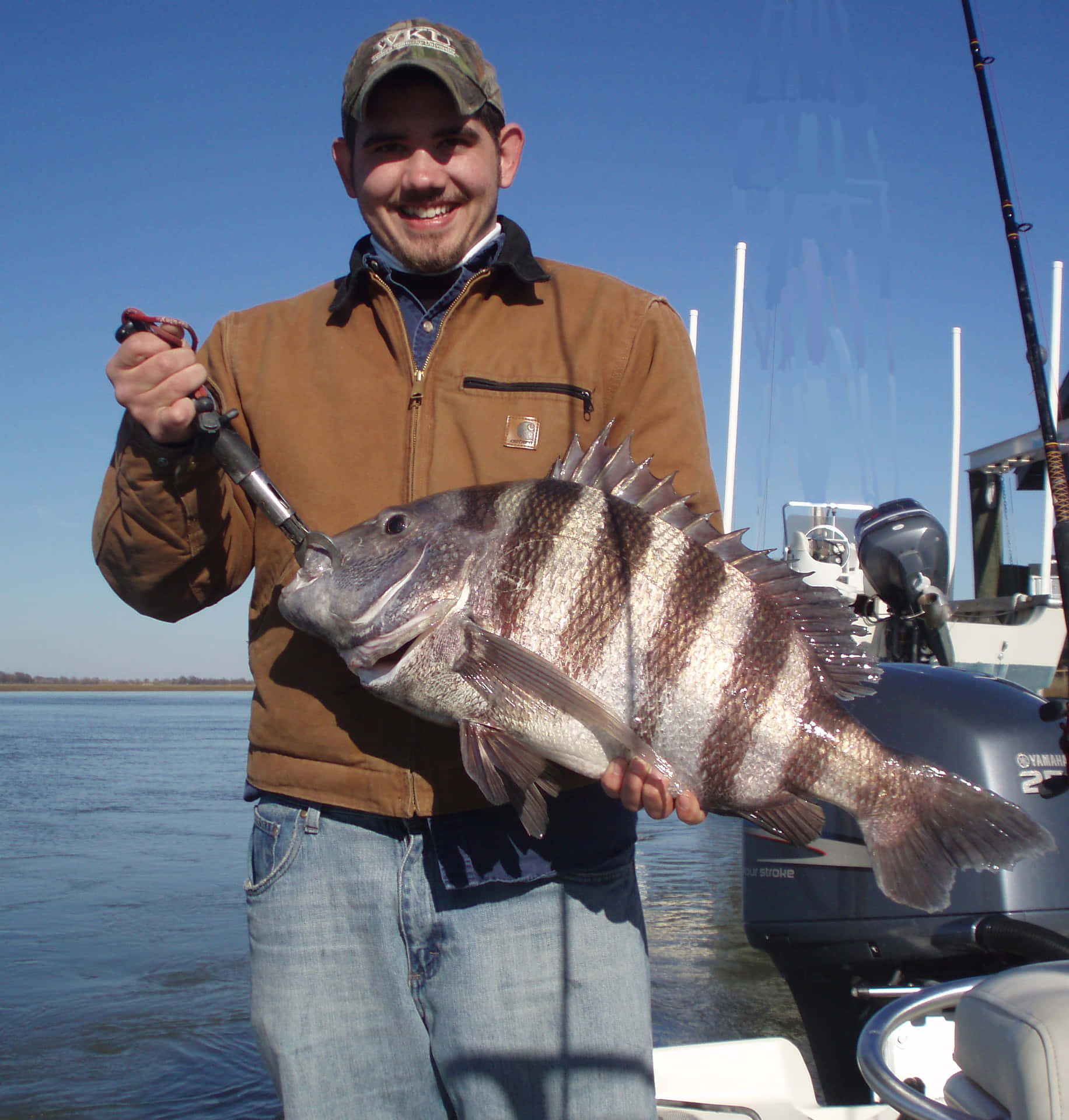 A delicious Sheepshead Fish shimmering in the sun