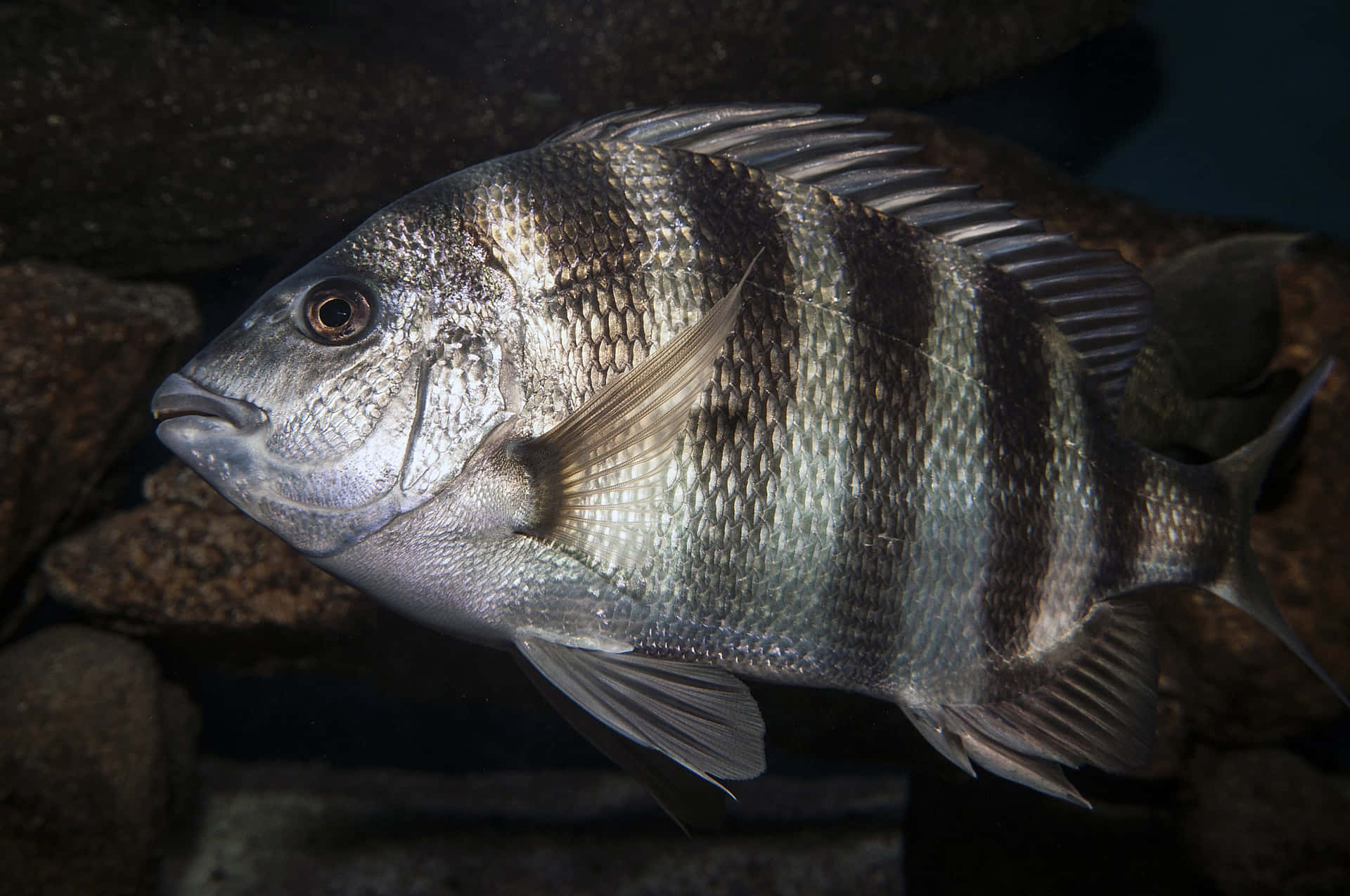 The Magnificent Sheepshead Fish
