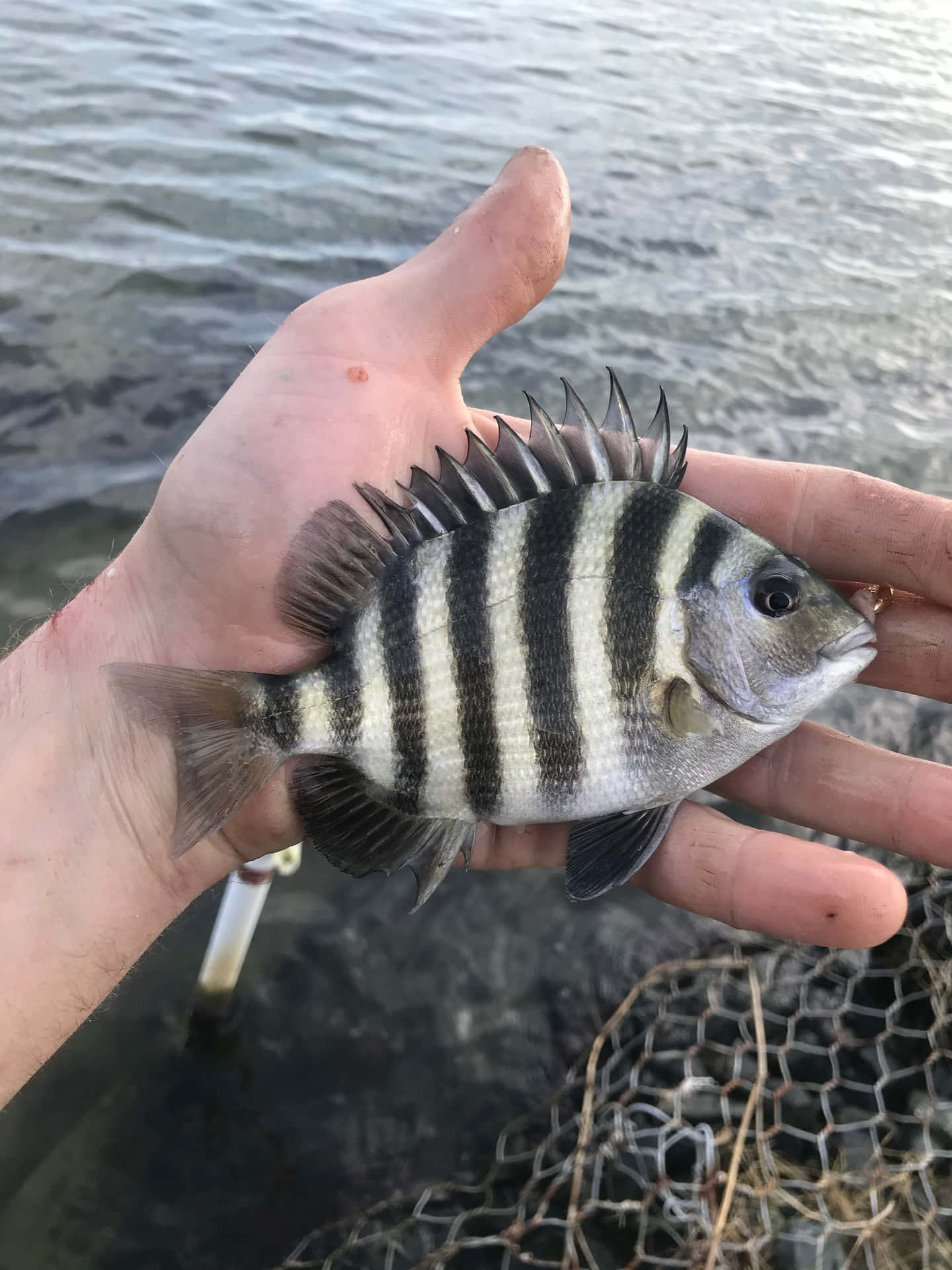 A Person Holding A Fish With Striped Fins