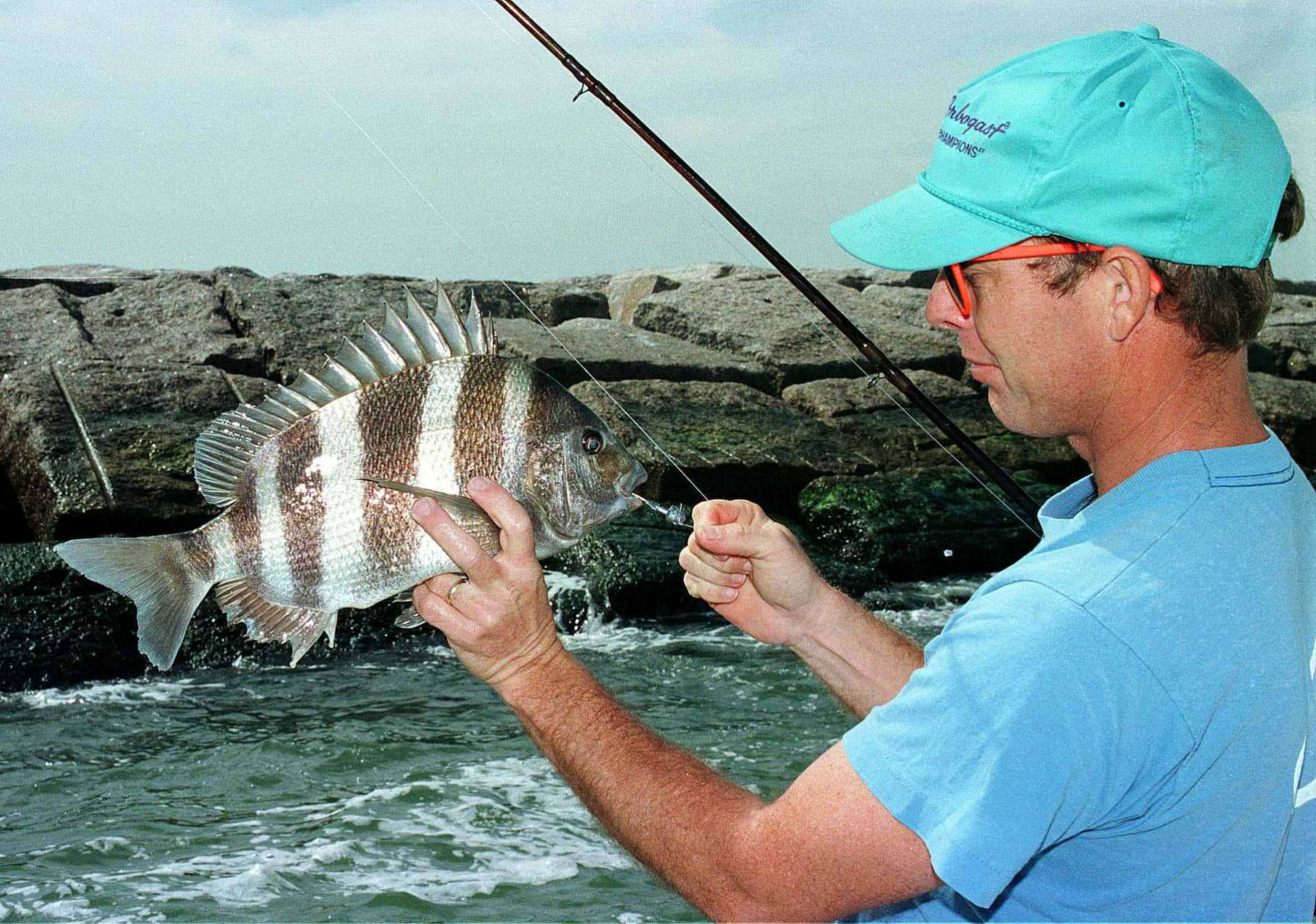 "Meet the Sheepshead Fish, one of Florida's most sought-after catches!"