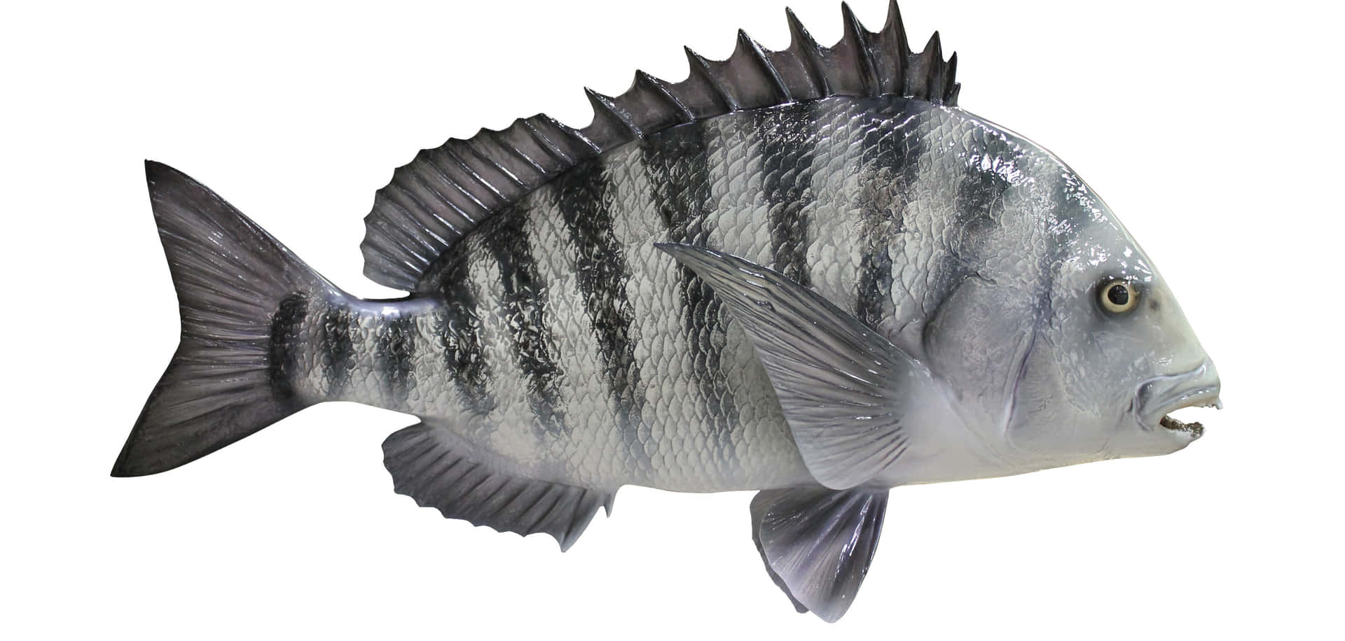 A Black And White Fish Is Shown On A White Background