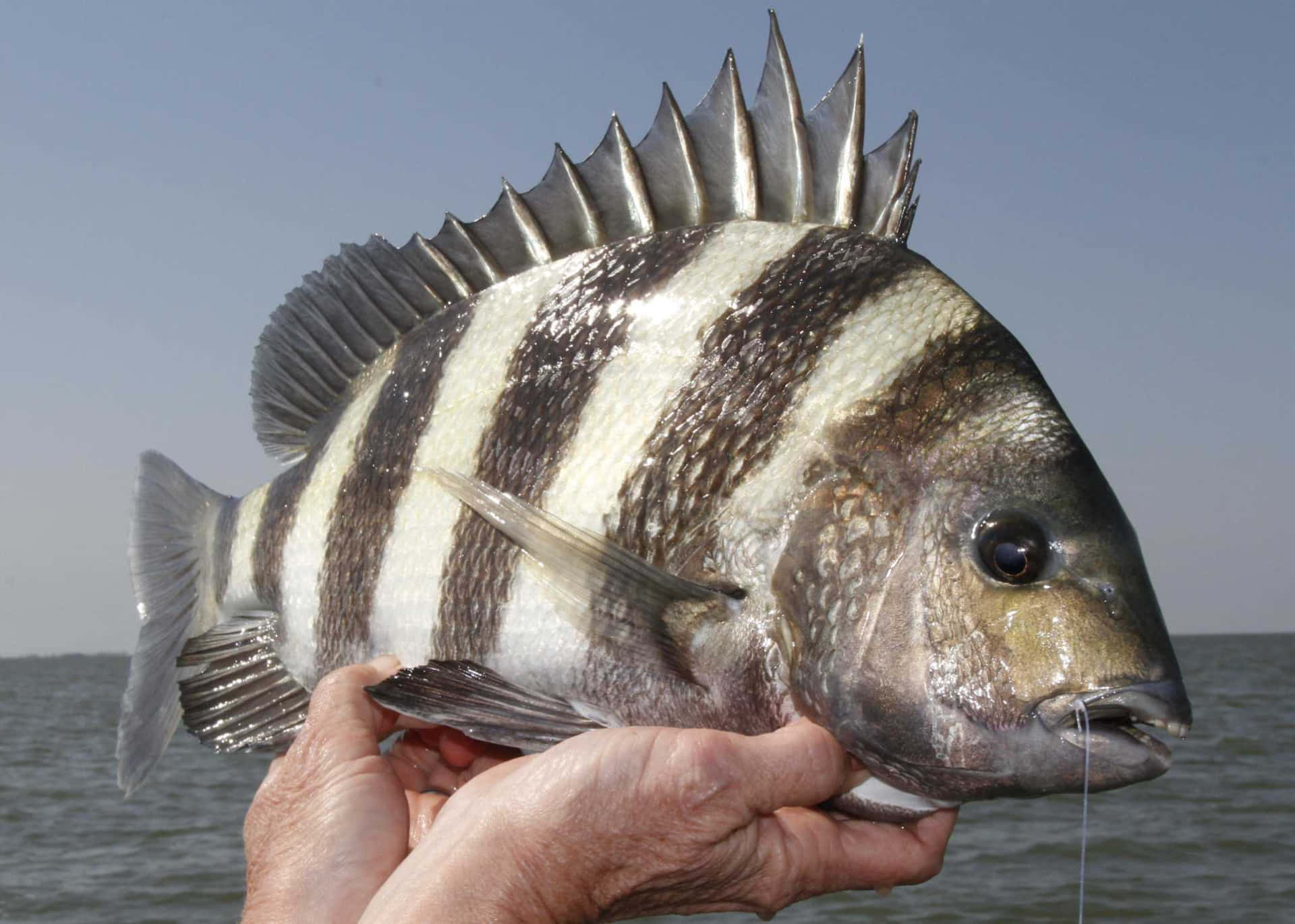 A Healthy Count of Sheepshead Fish