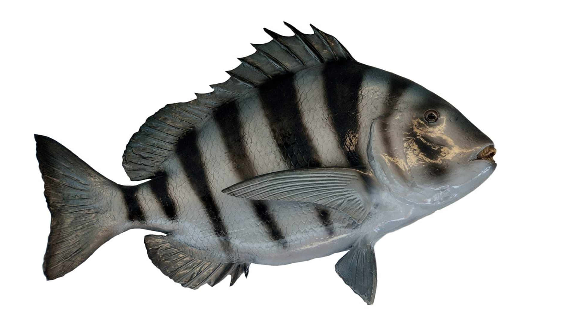 Unmaestoso Pesce Capone