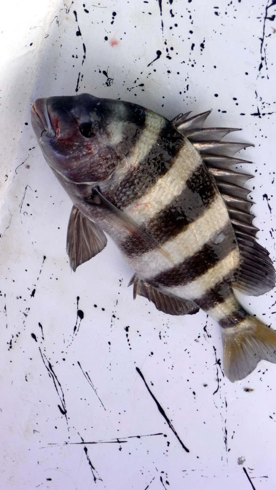 A gorgeous Sheepshead Fish glimmering under the sun