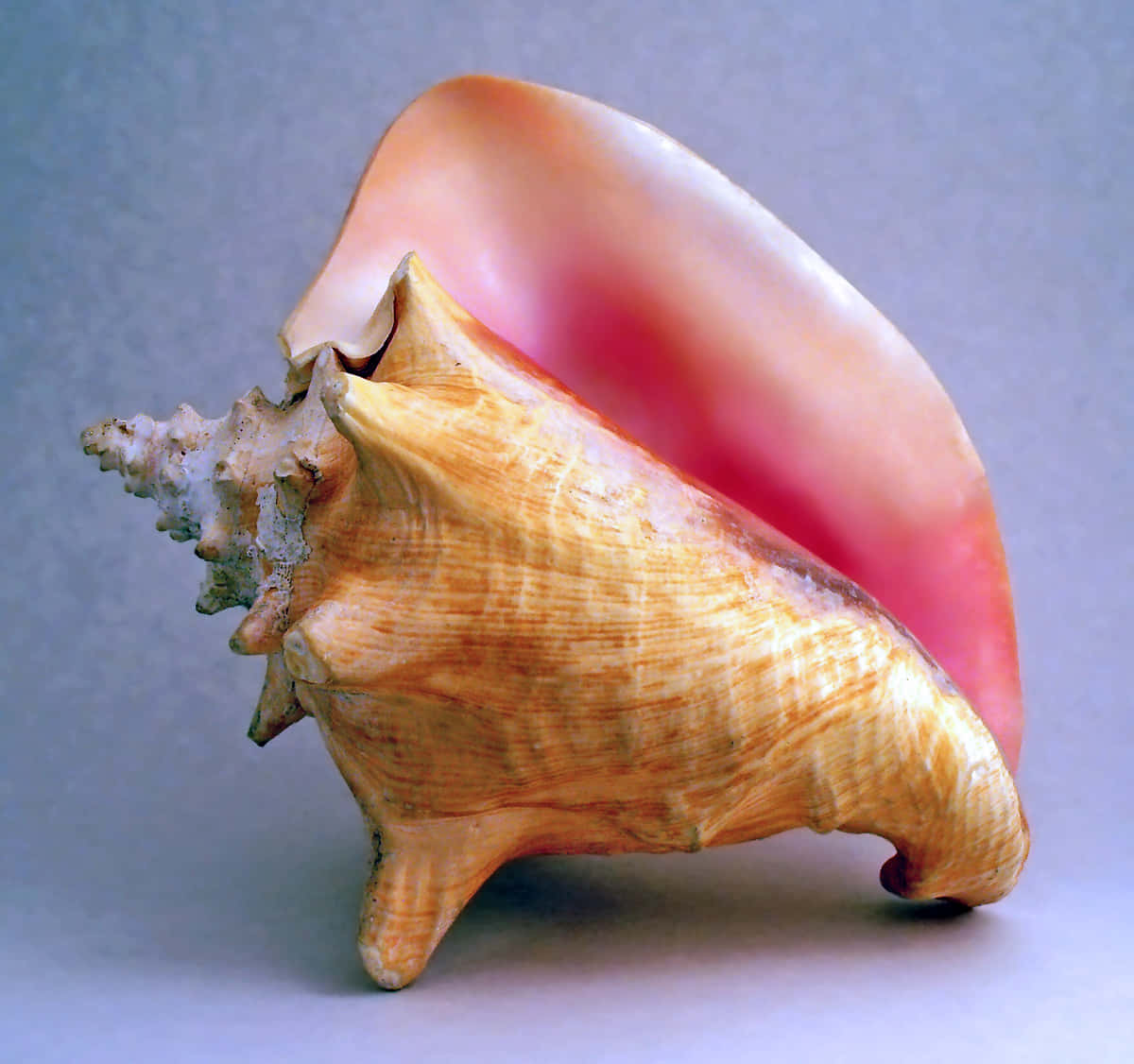 Beautiful Close-up of a Seashell