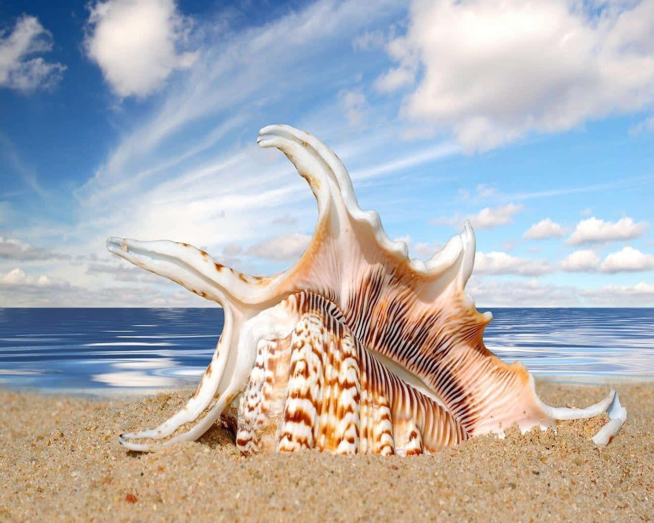 A Beautiful Coastal Seashell
