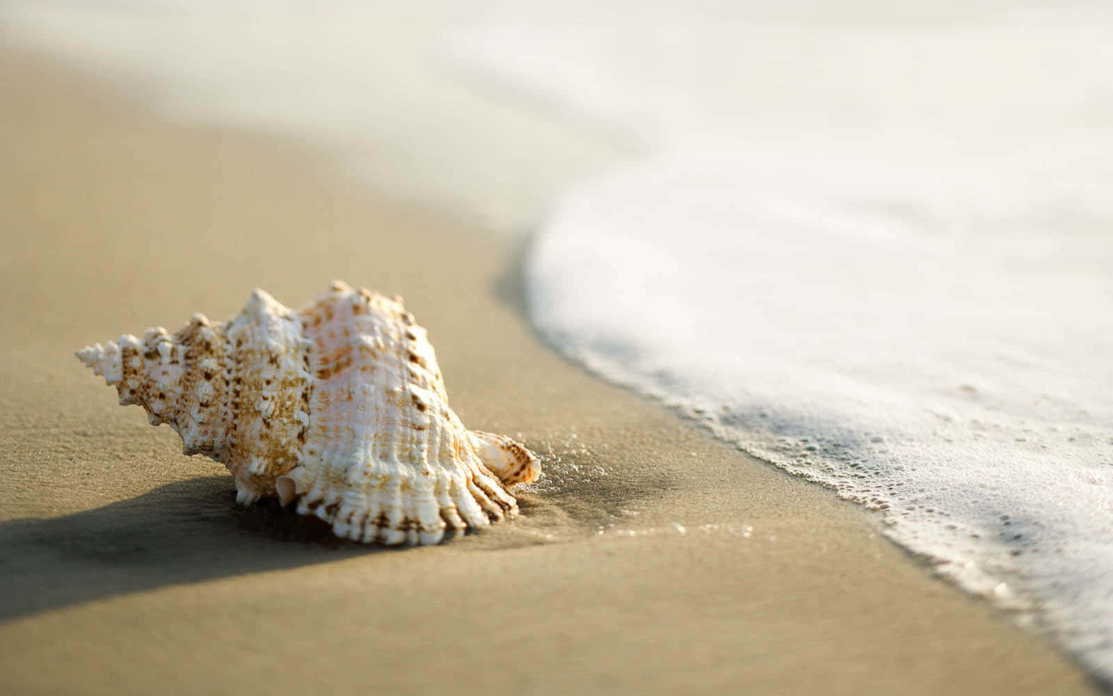Scenic Beach with Seashell Close-up