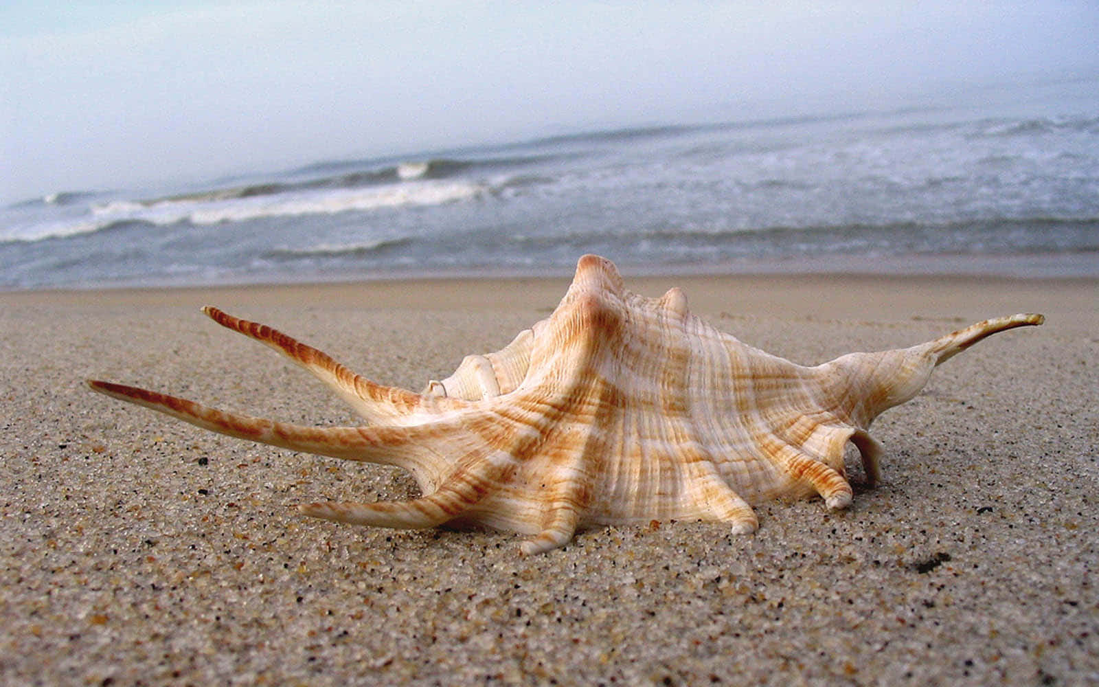 Stunning Seashell on the Sand