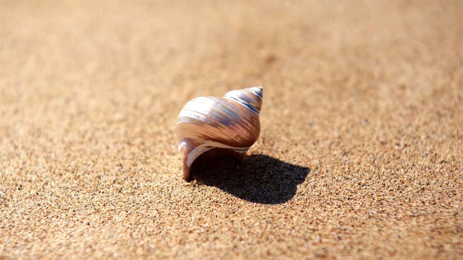 Stunning Seashell on the Beach