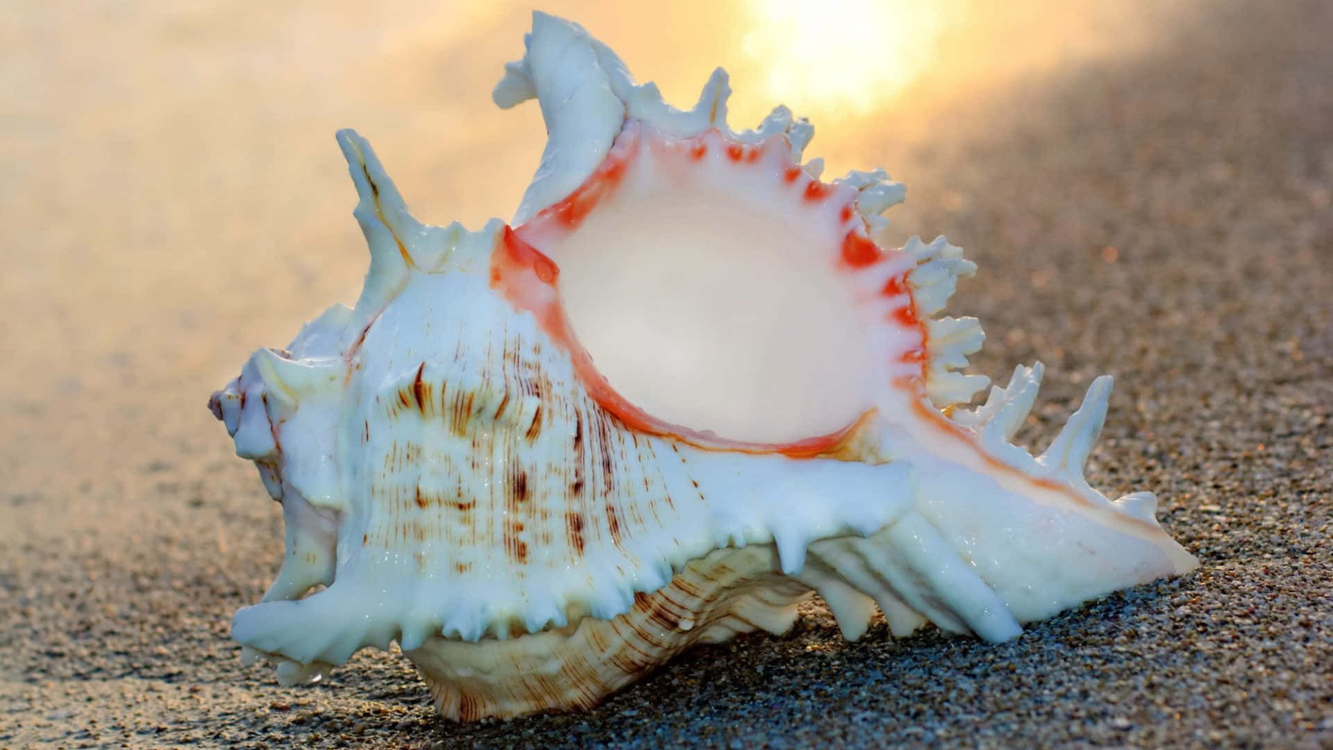 Caption: Mesmerizing Seashell Closeup