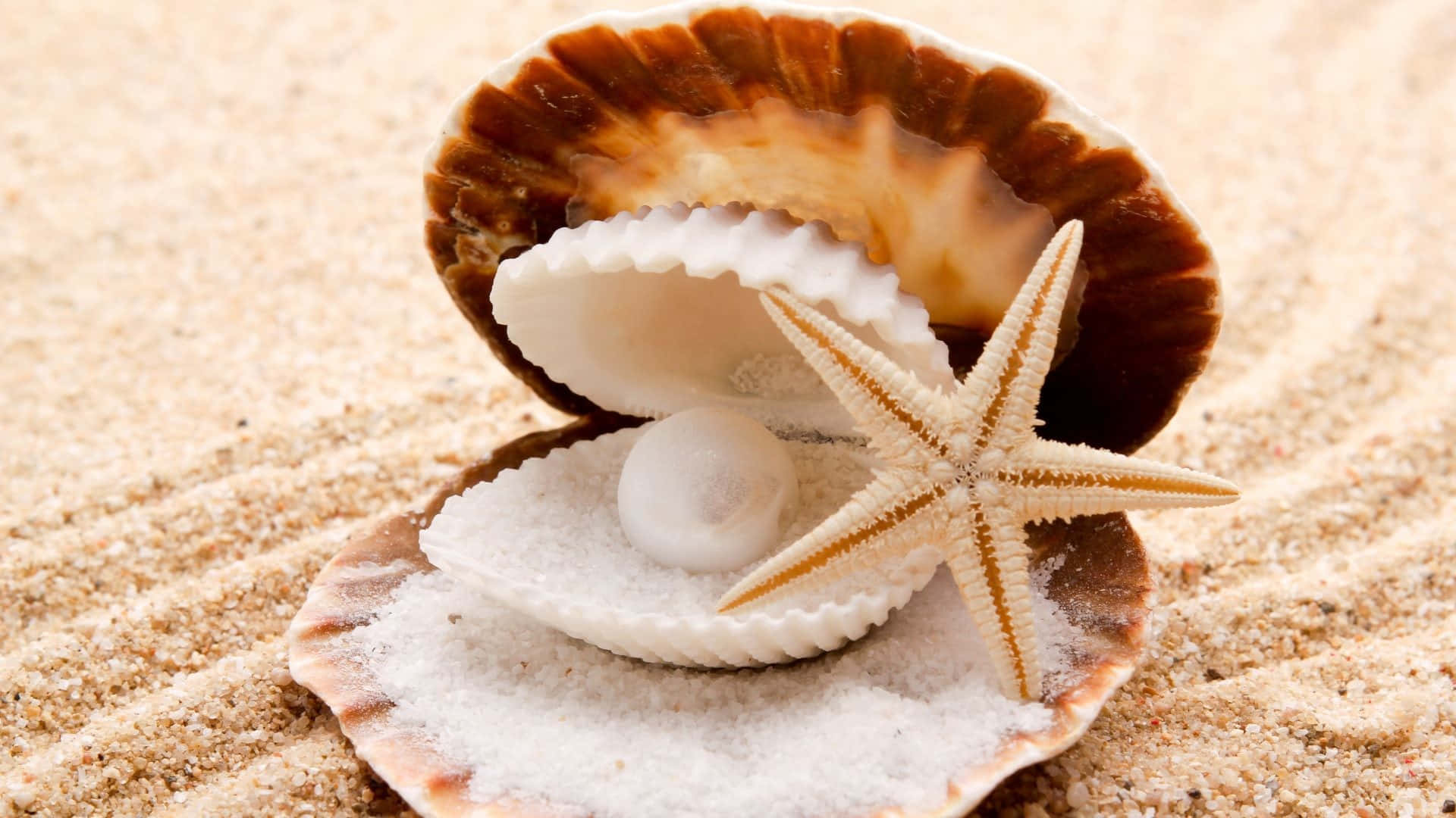 Beautiful Shell on Sandy Beach