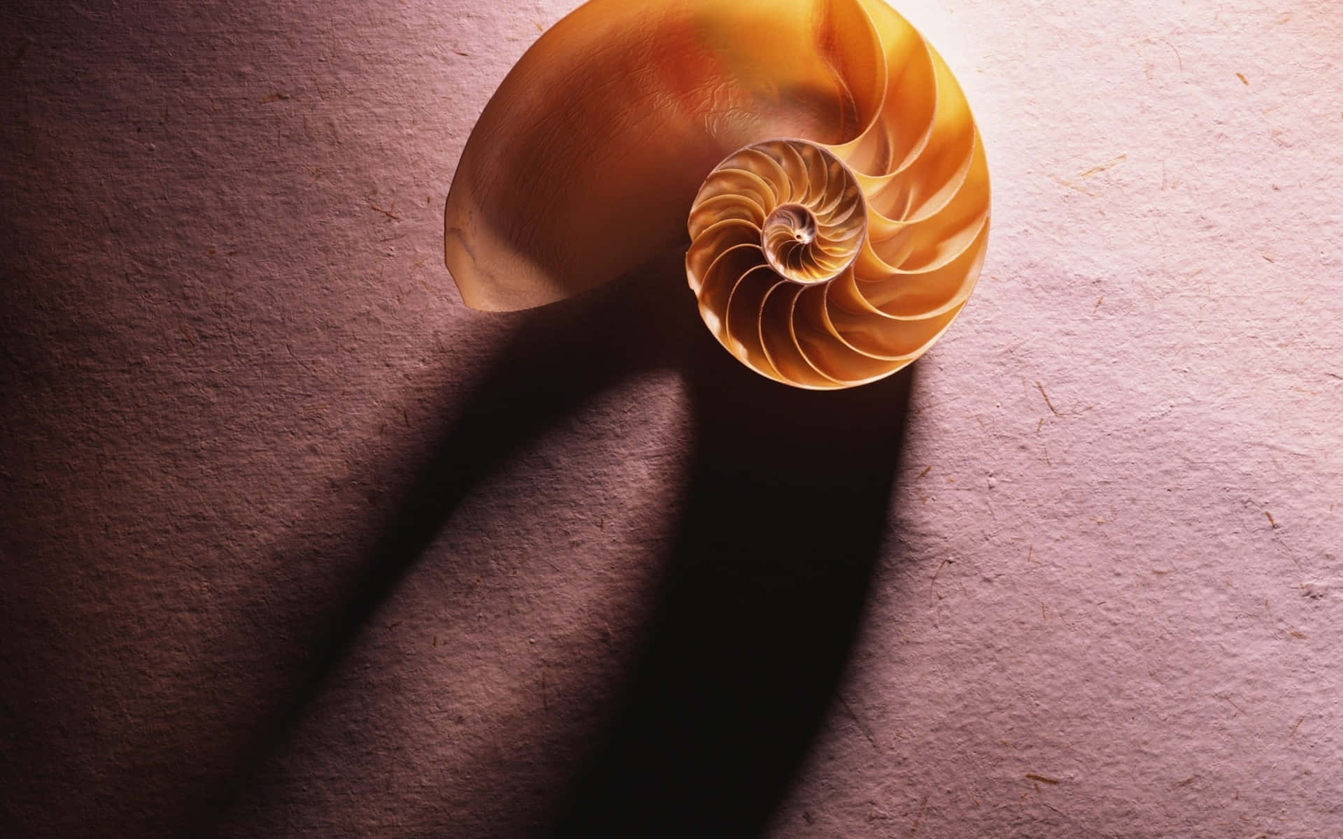 A Stunning Seashell Close-up on the Beach