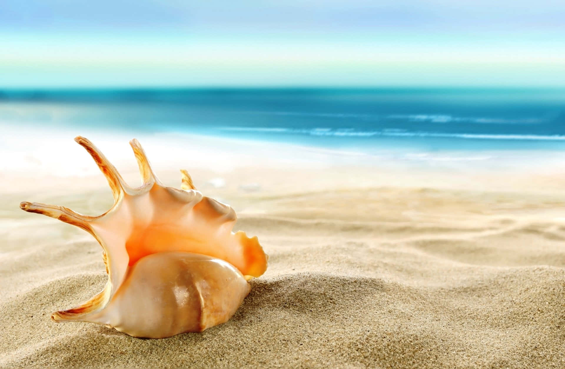Vibrant Seashell on the Beach