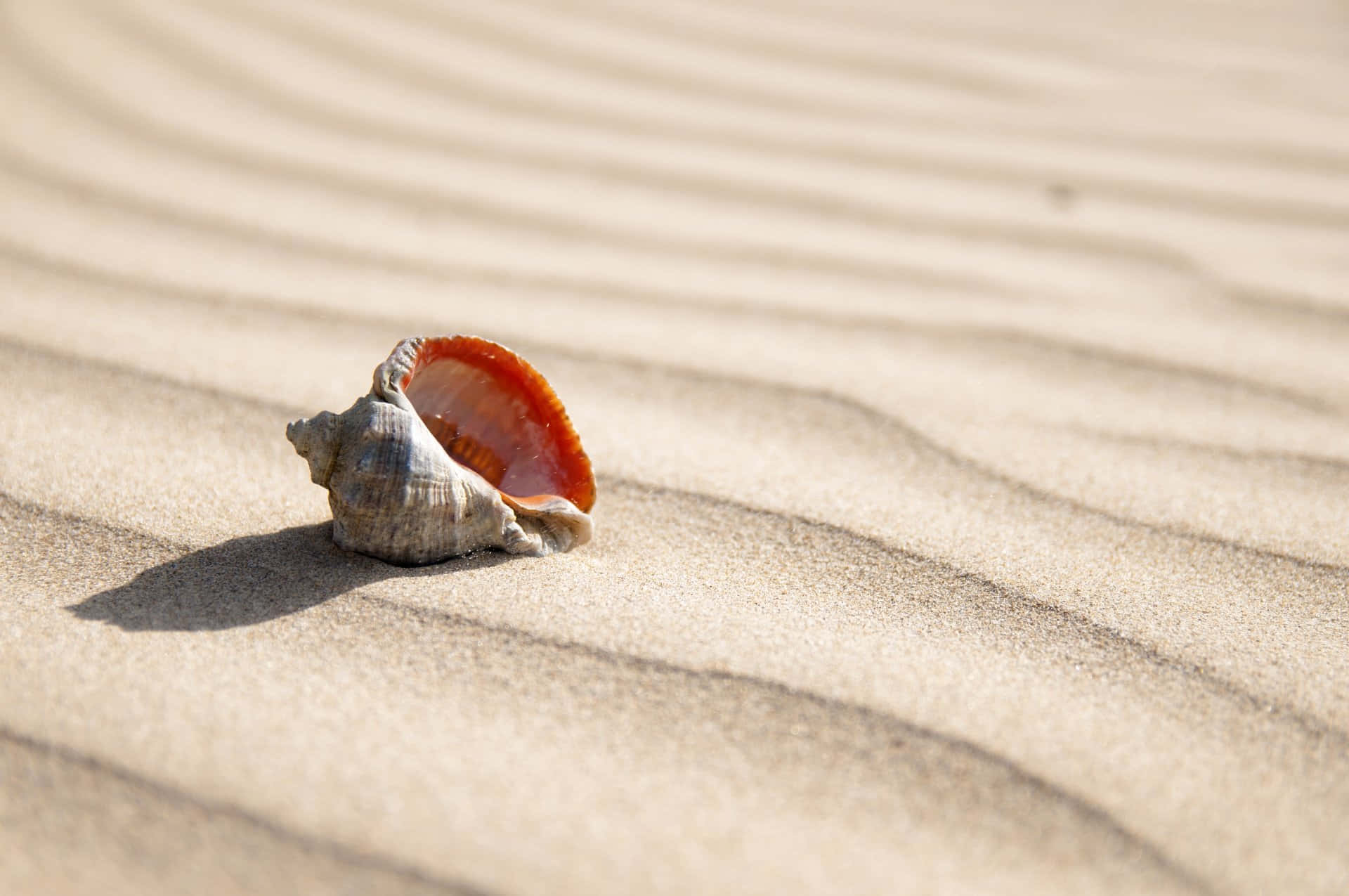A Beautiful Spiral Seashell on the Beach