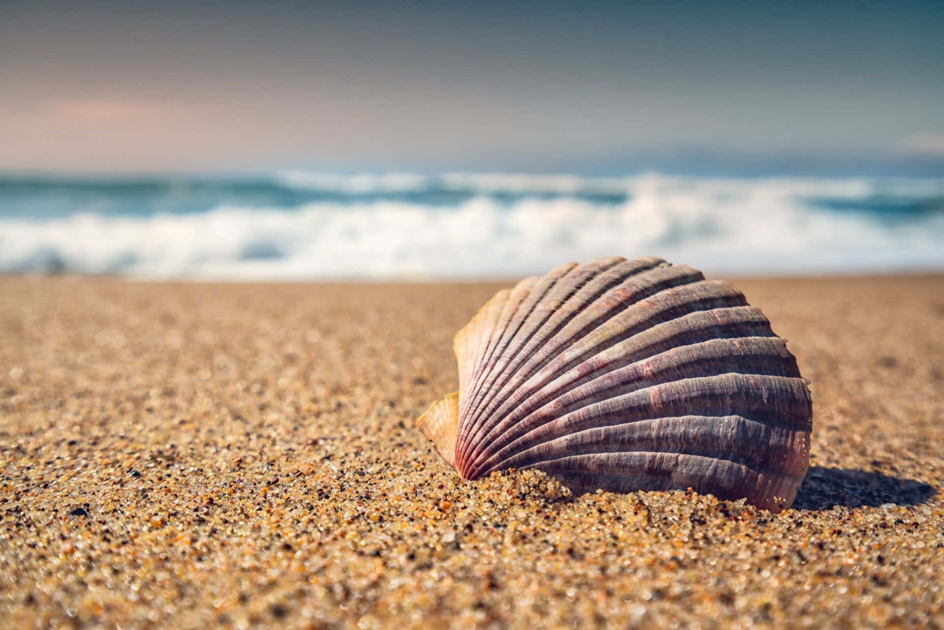 Exquisite Shell on Golden Beach Sands