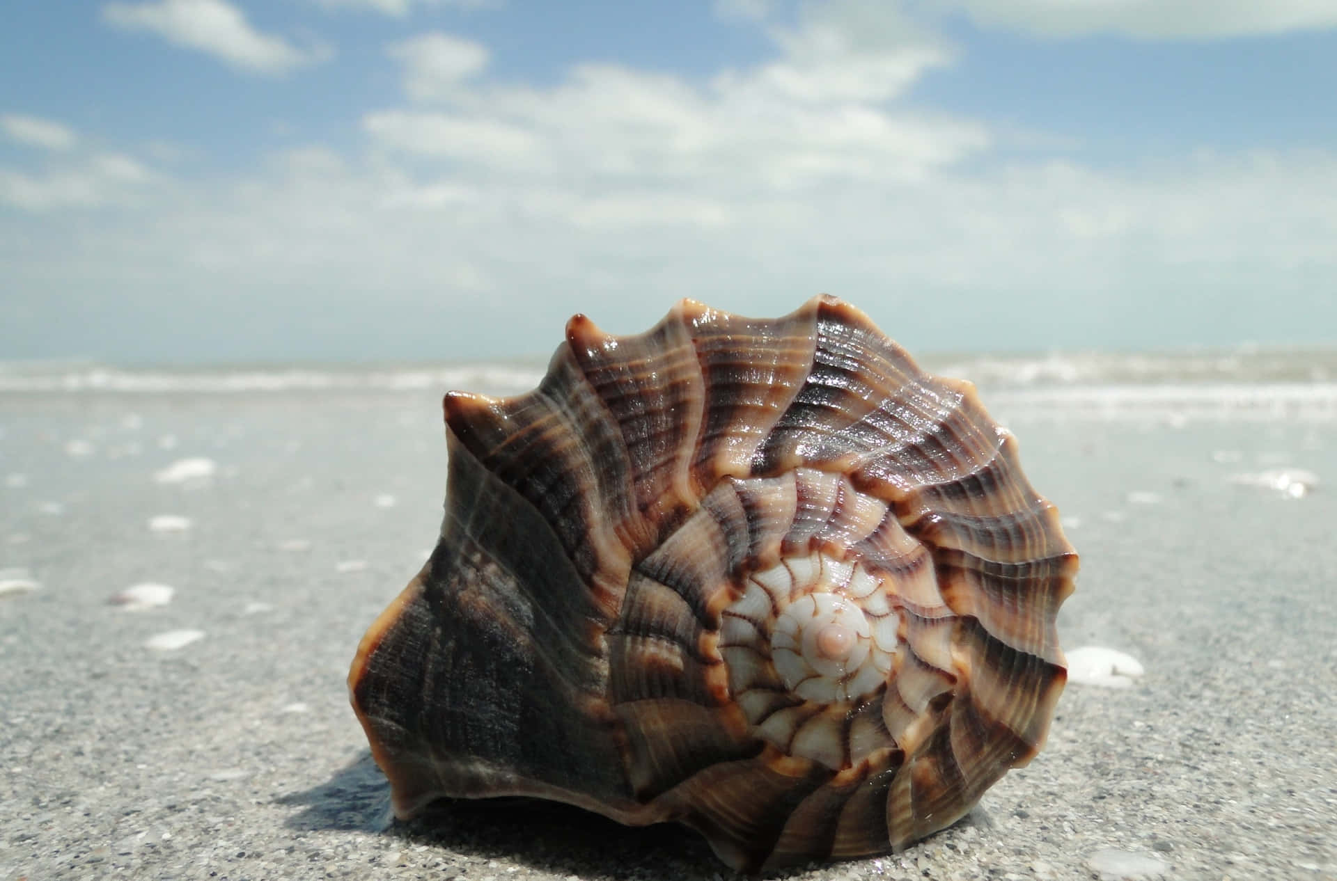 Premium Photo  A spiral seashell on a sea beach close up