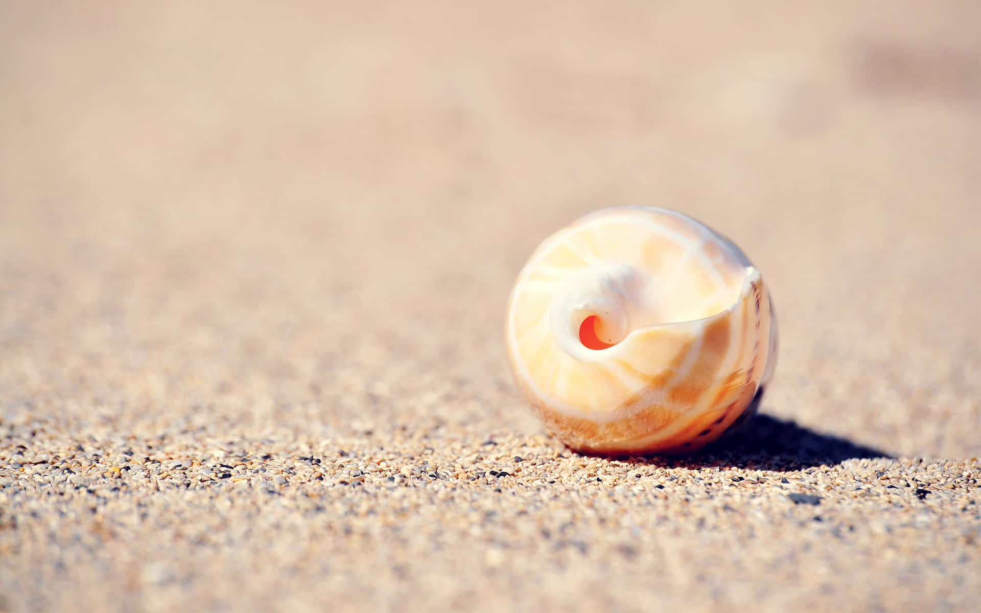 A Beautiful Spiral Shell on the Beach