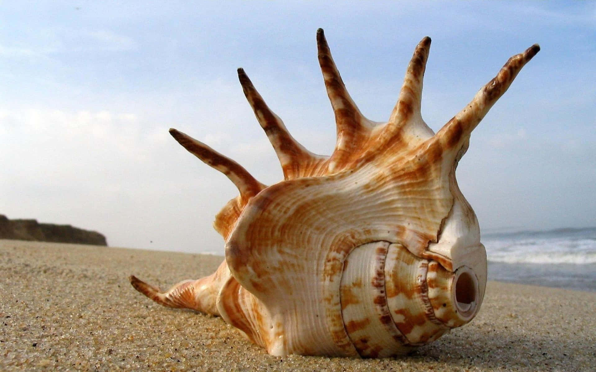 Stunning Seashell Close-up on the Beach