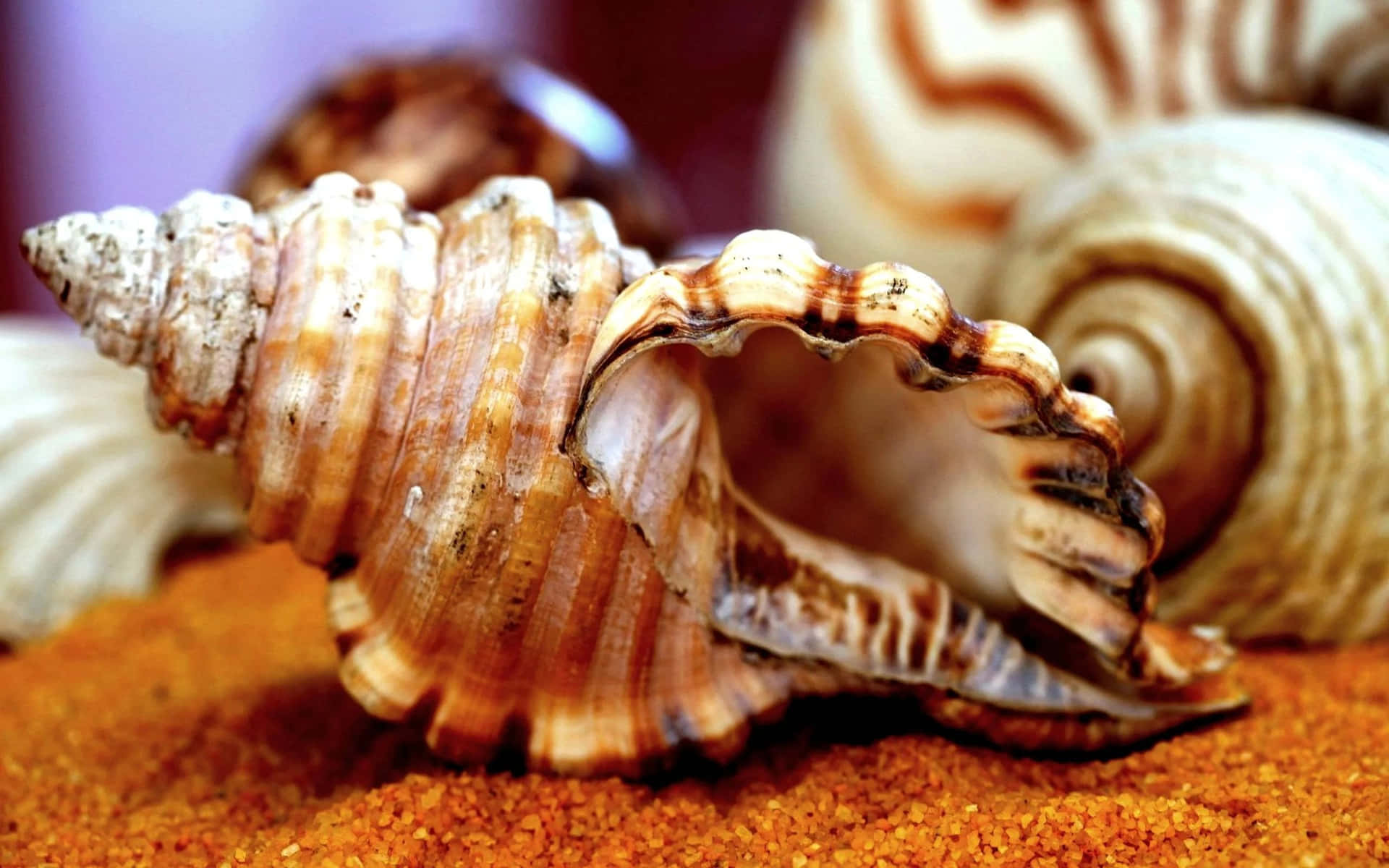 Stunning close-up of a spiral seashell