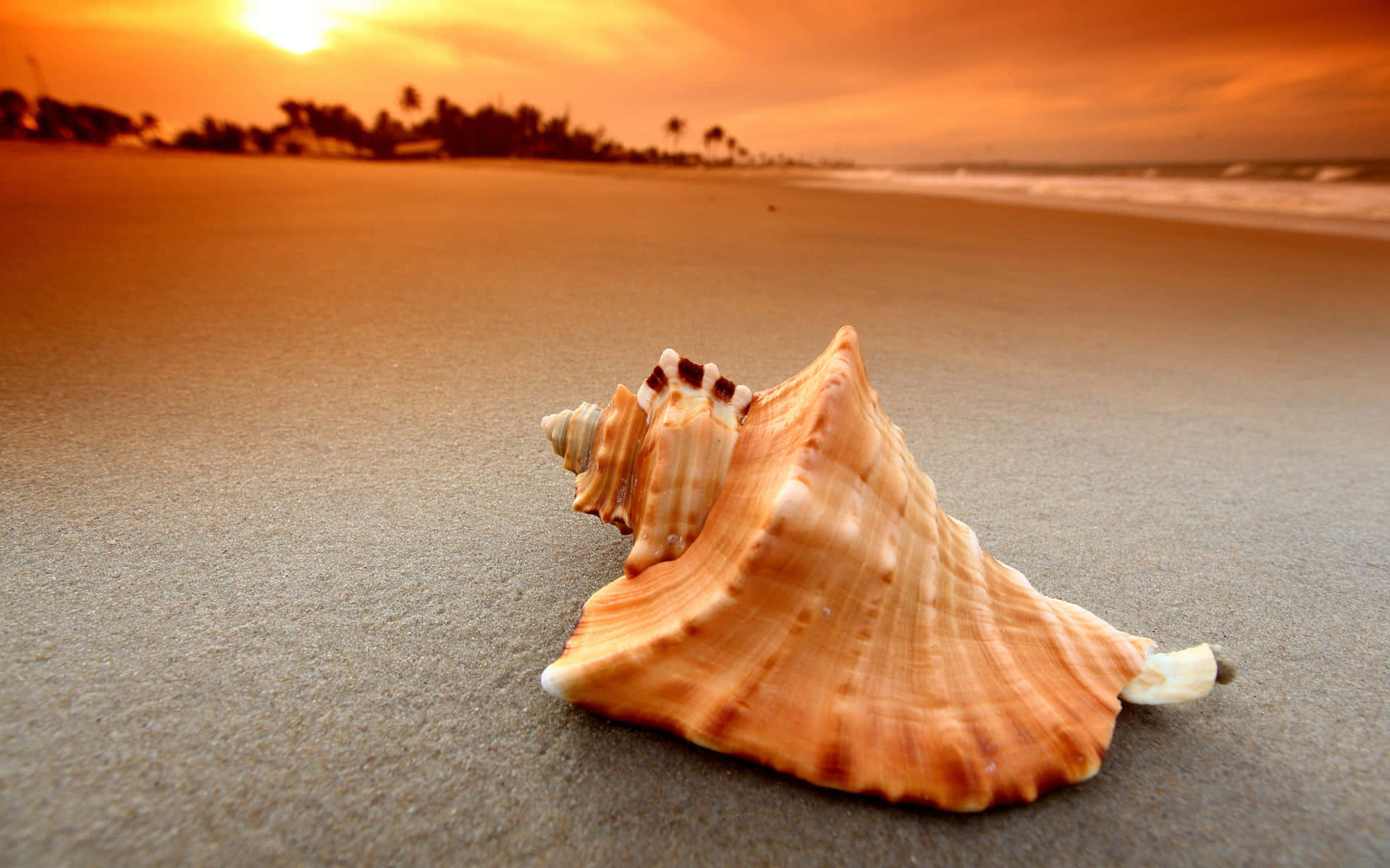 A Stunning Seashell on the Beach