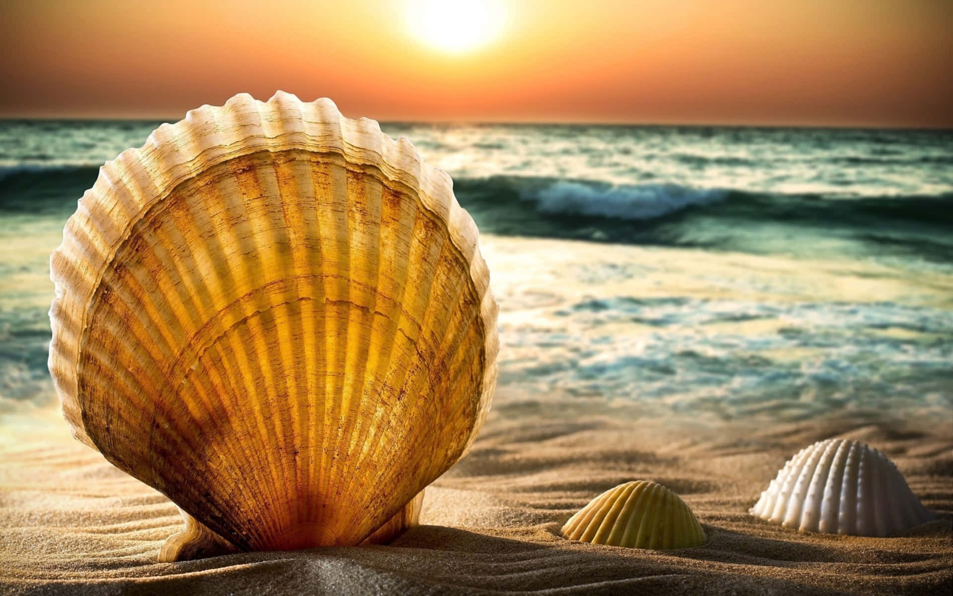 Stunning Spiral Seashell on the Shore