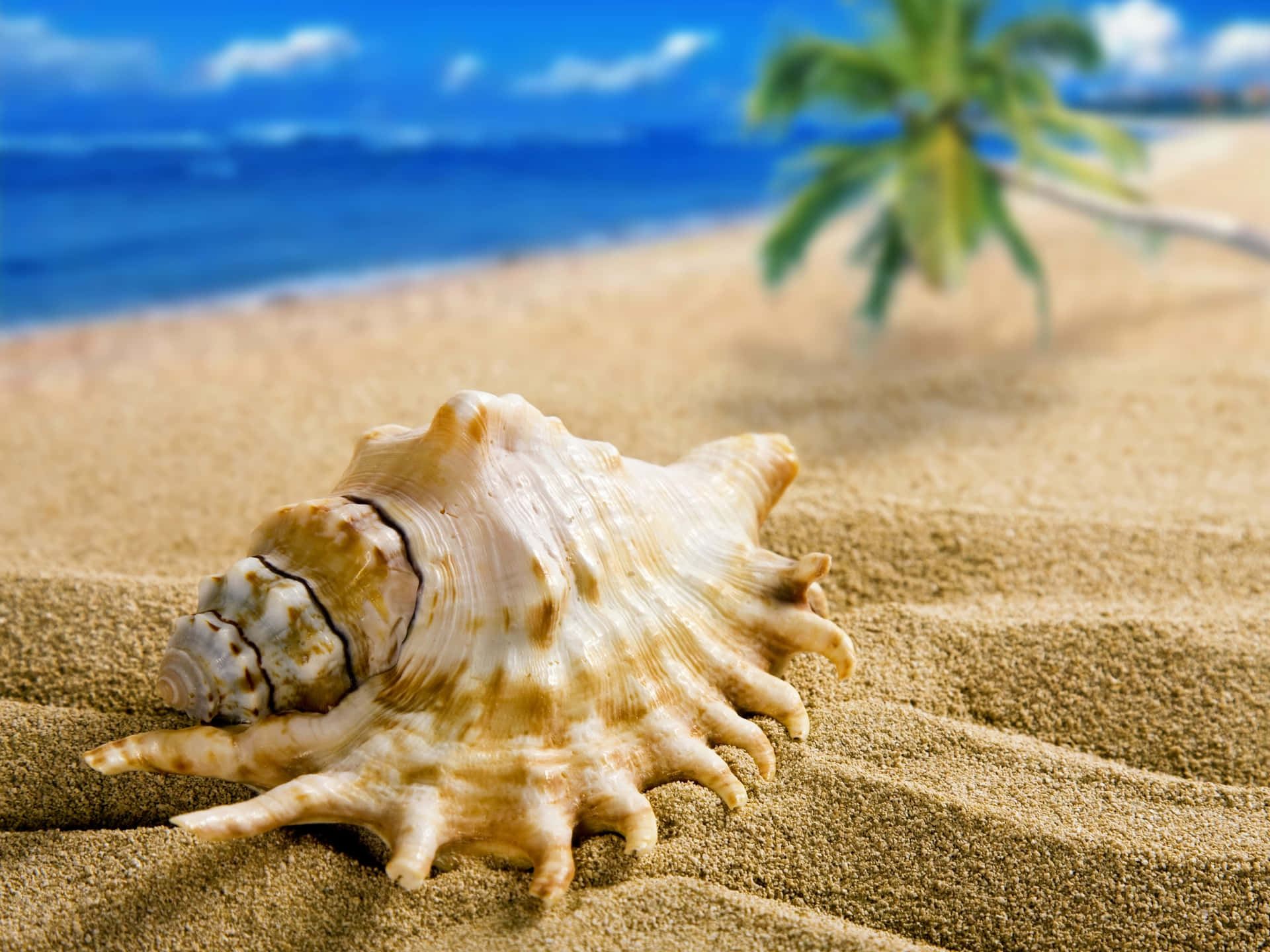 A Beautiful Seashell on the Beach