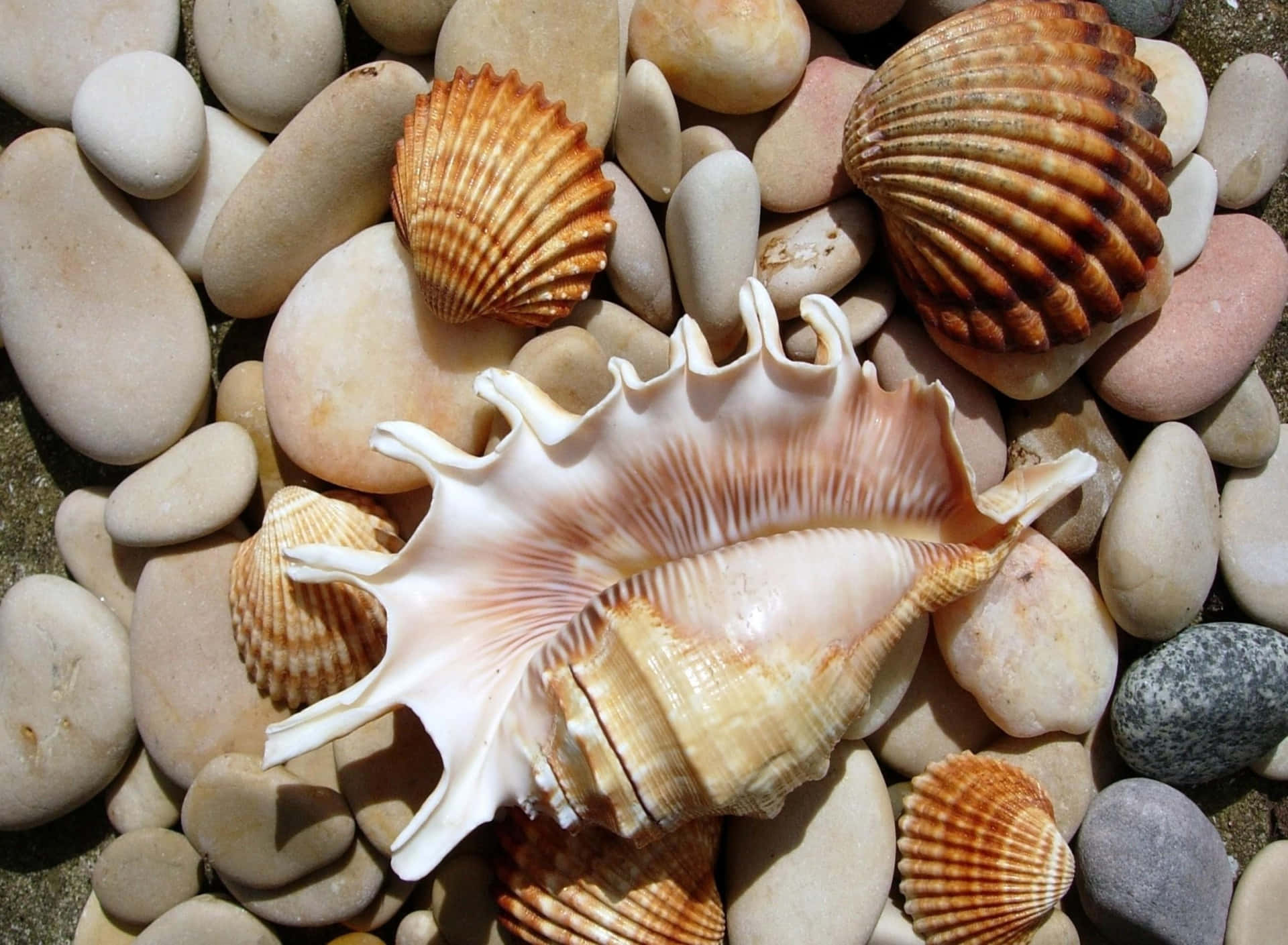 Graceful Seashell on Sandy Beach