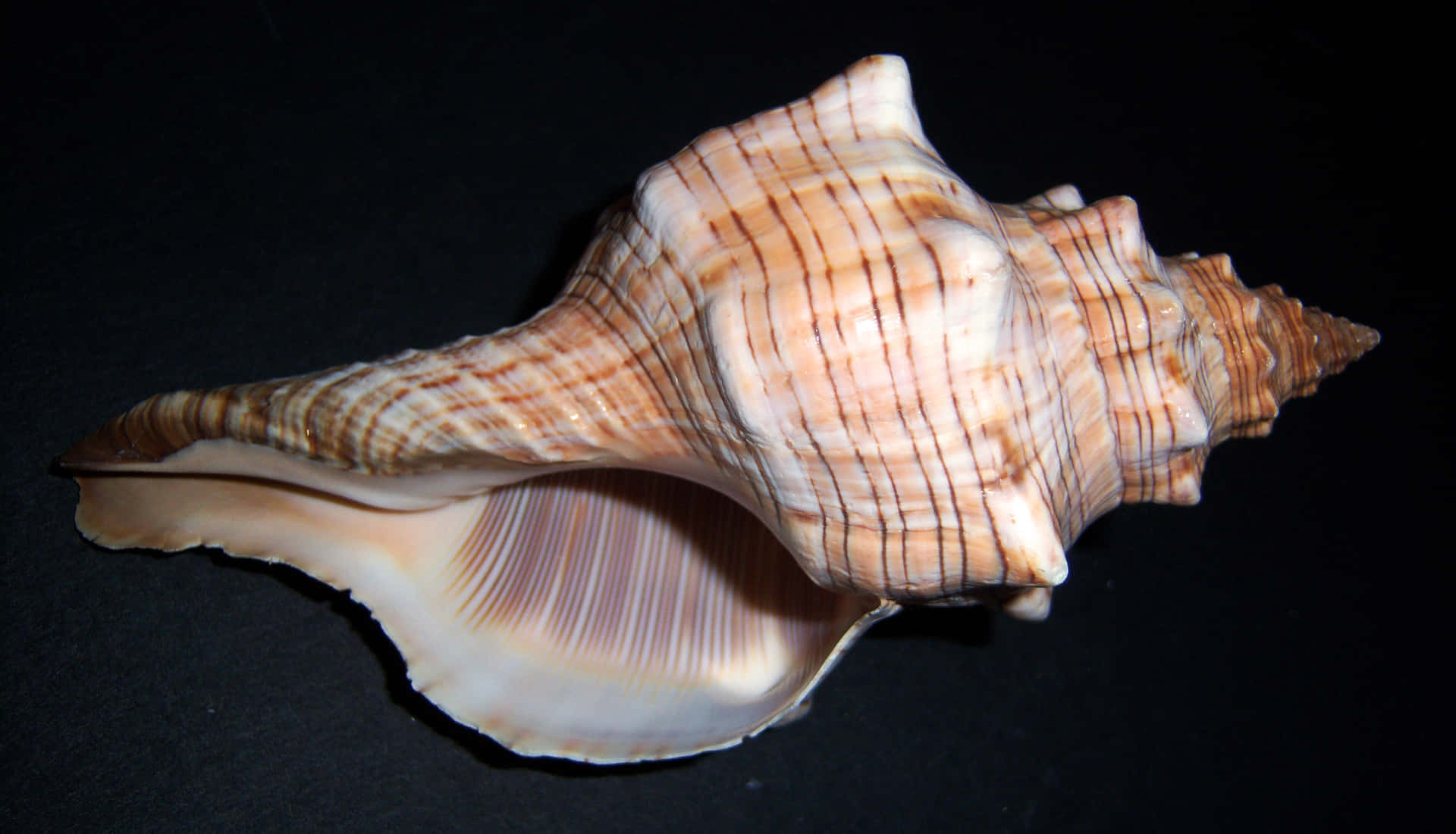 Majestic Seashell on Golden Sand