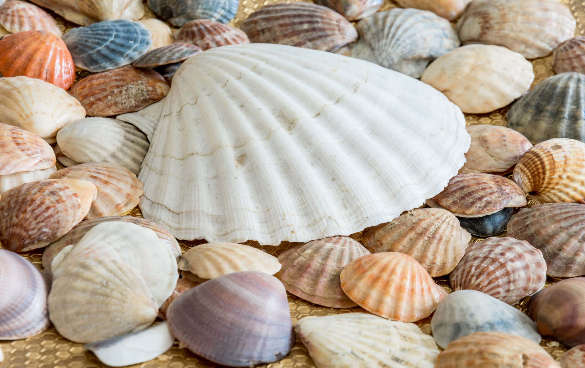 A Beautiful Seashell on the Shore