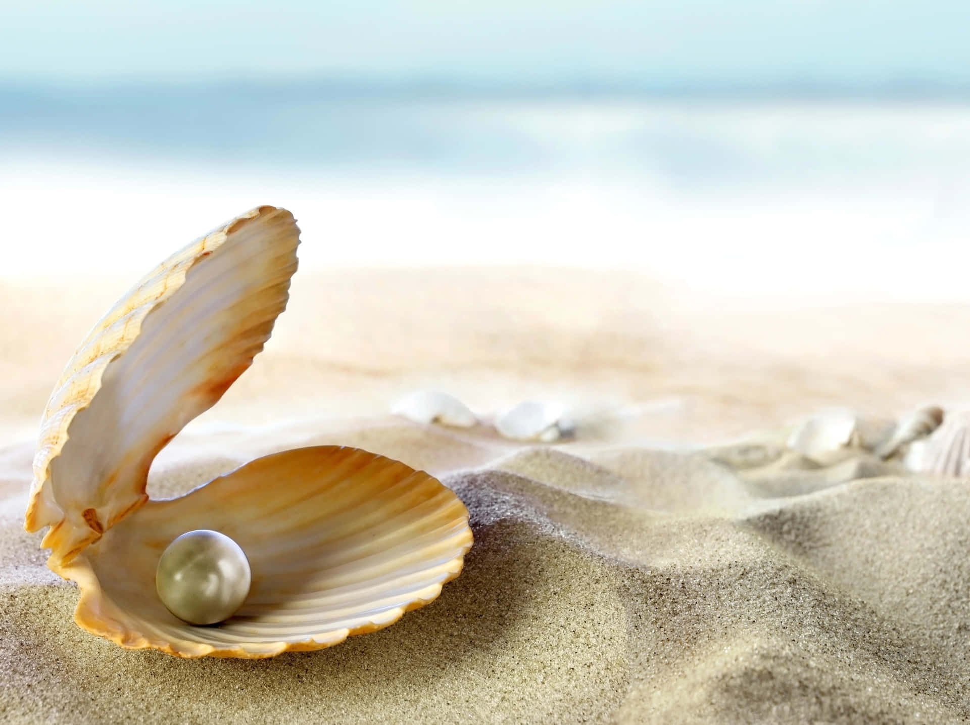 Download Beautiful Seashell on the Beach | Wallpapers.com