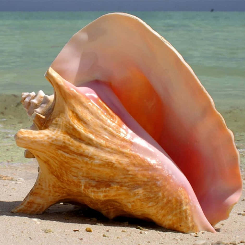 Stunning Spiraling Shell on the Beach