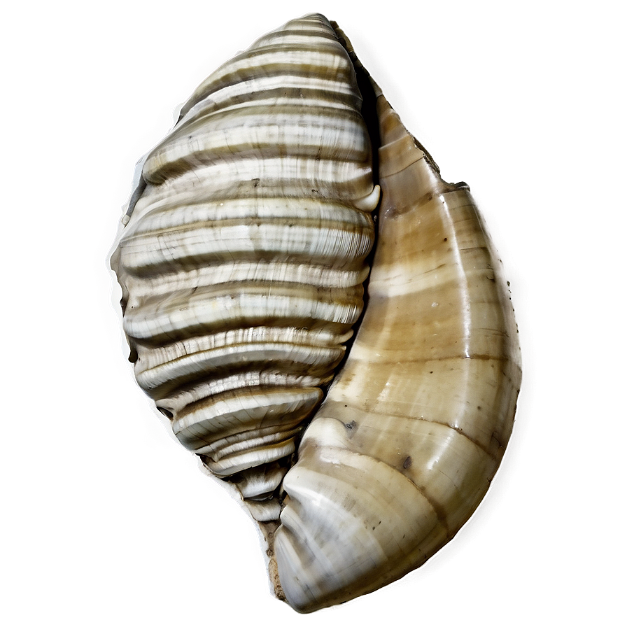 Shell Fossil Png Rgn PNG