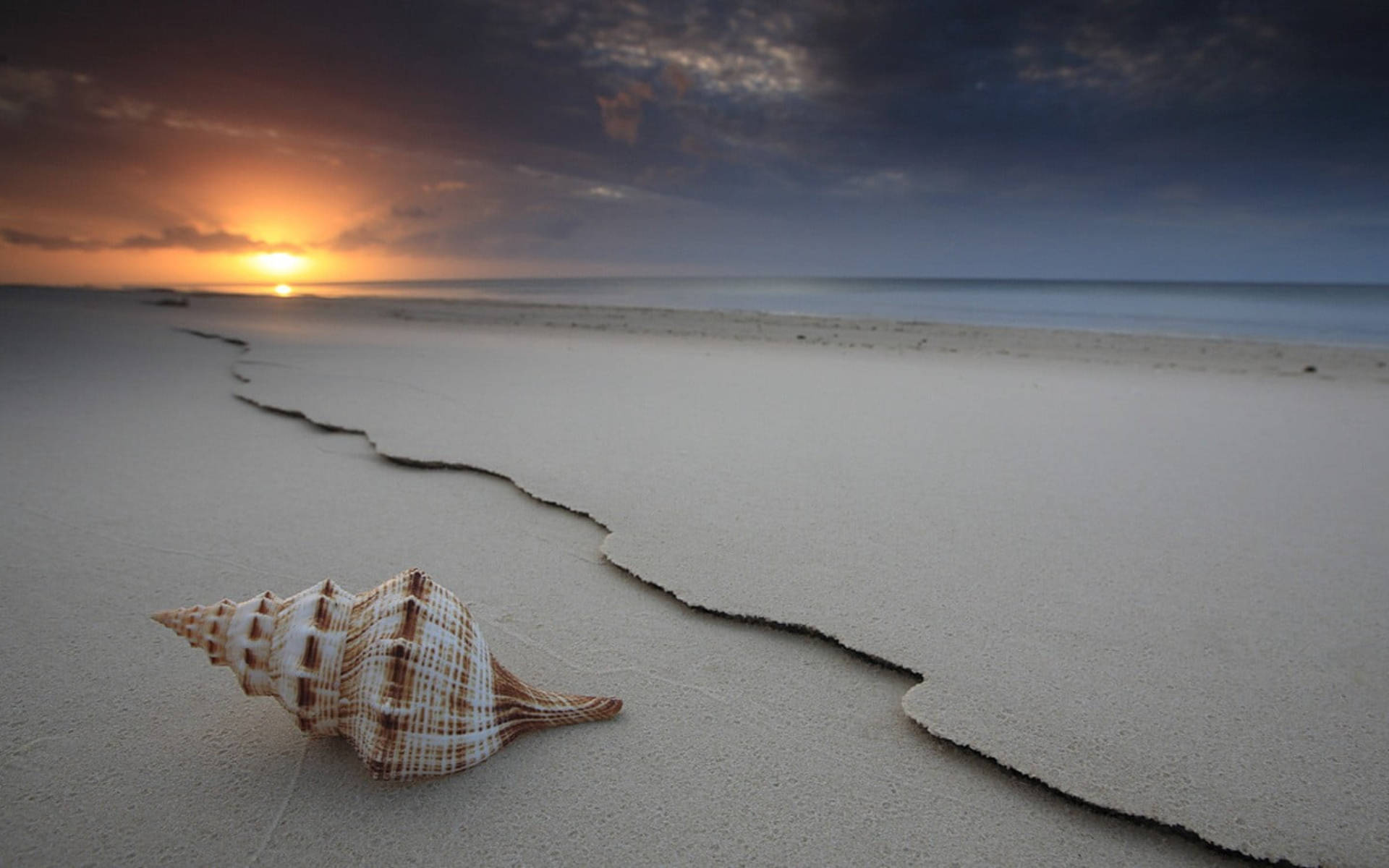 Shell On Beach At Sunset Wallpaper