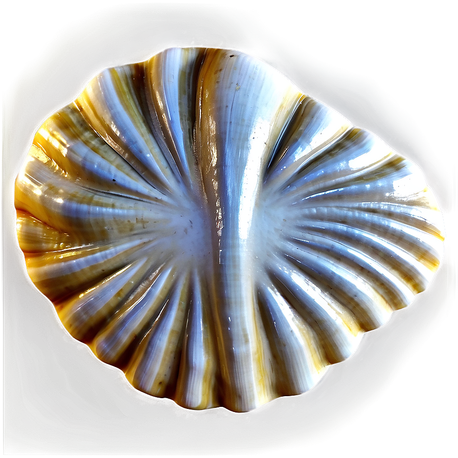 Shell Pattern Background Png 7 PNG