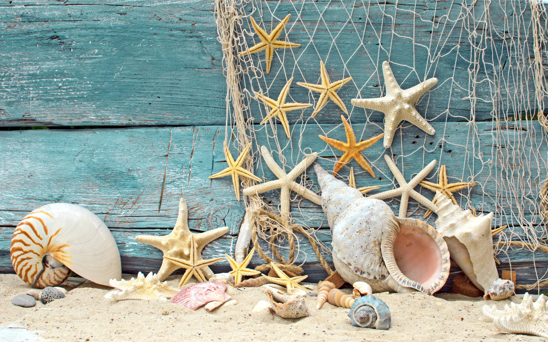 Decoraçãode Conchas E Estrelas Do Mar. Papel de Parede