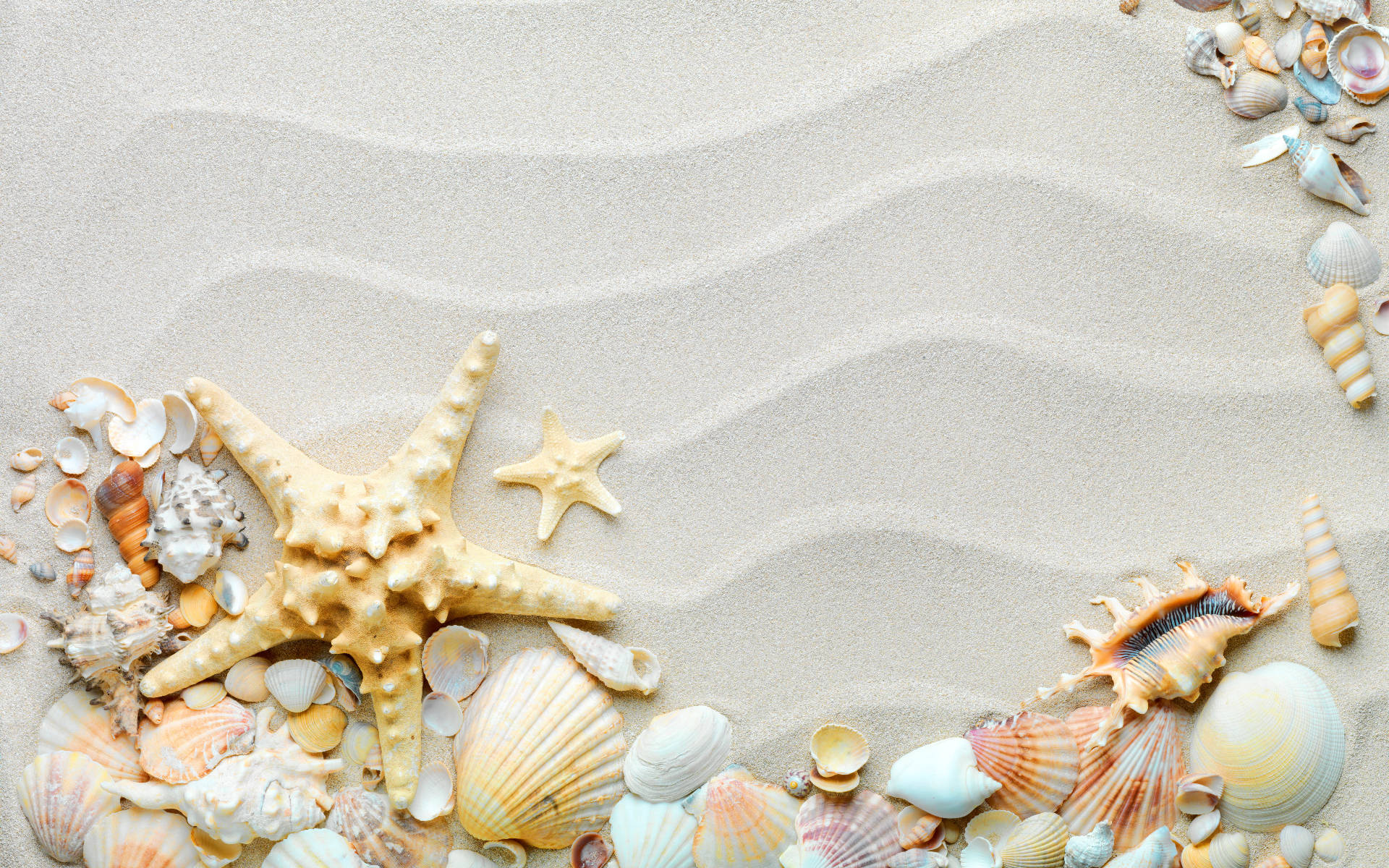 Shells And Starfish Decoration Wallpaper