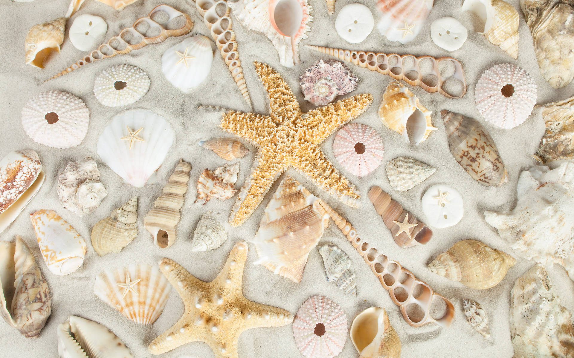 Shells And Starfish On White Sand Wallpaper
