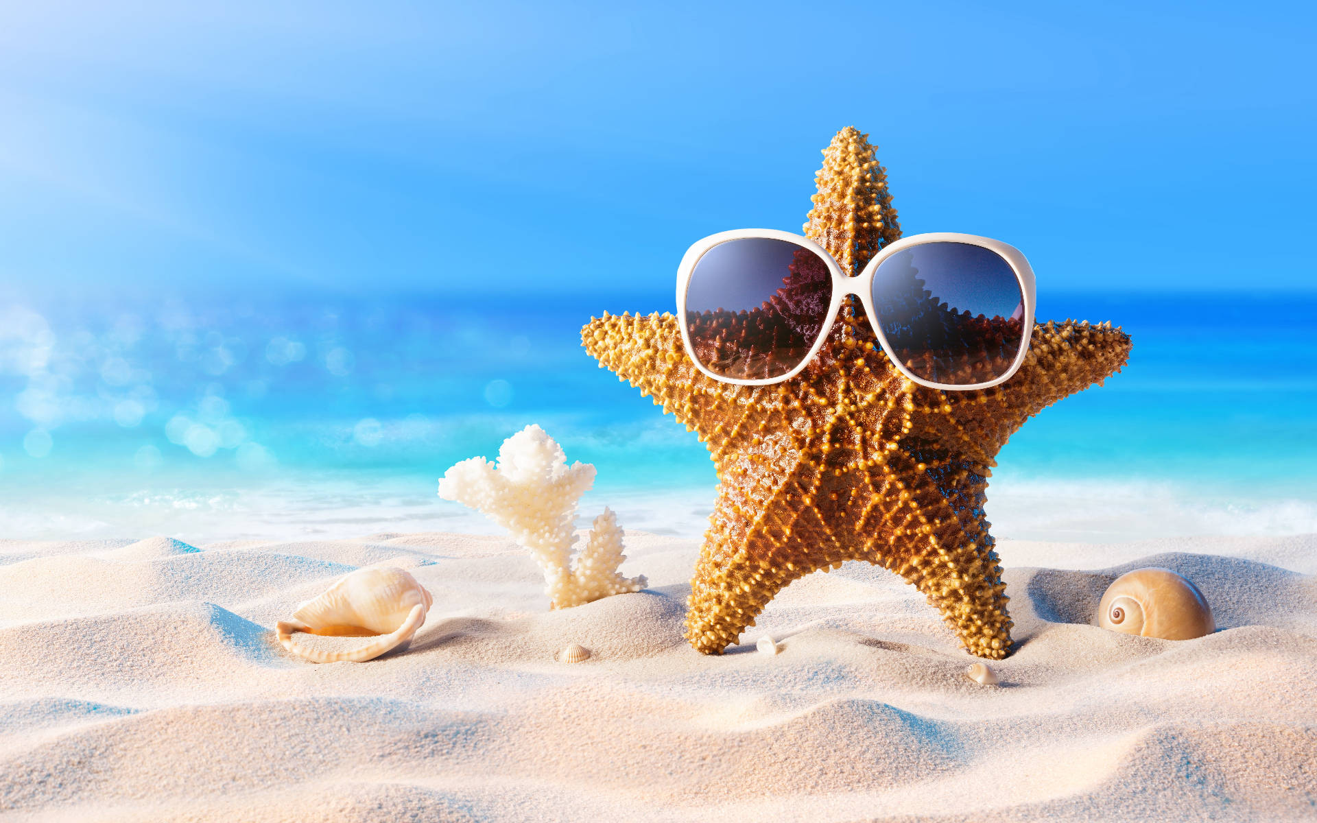 Shells And Starfish With Sunglasses Wallpaper