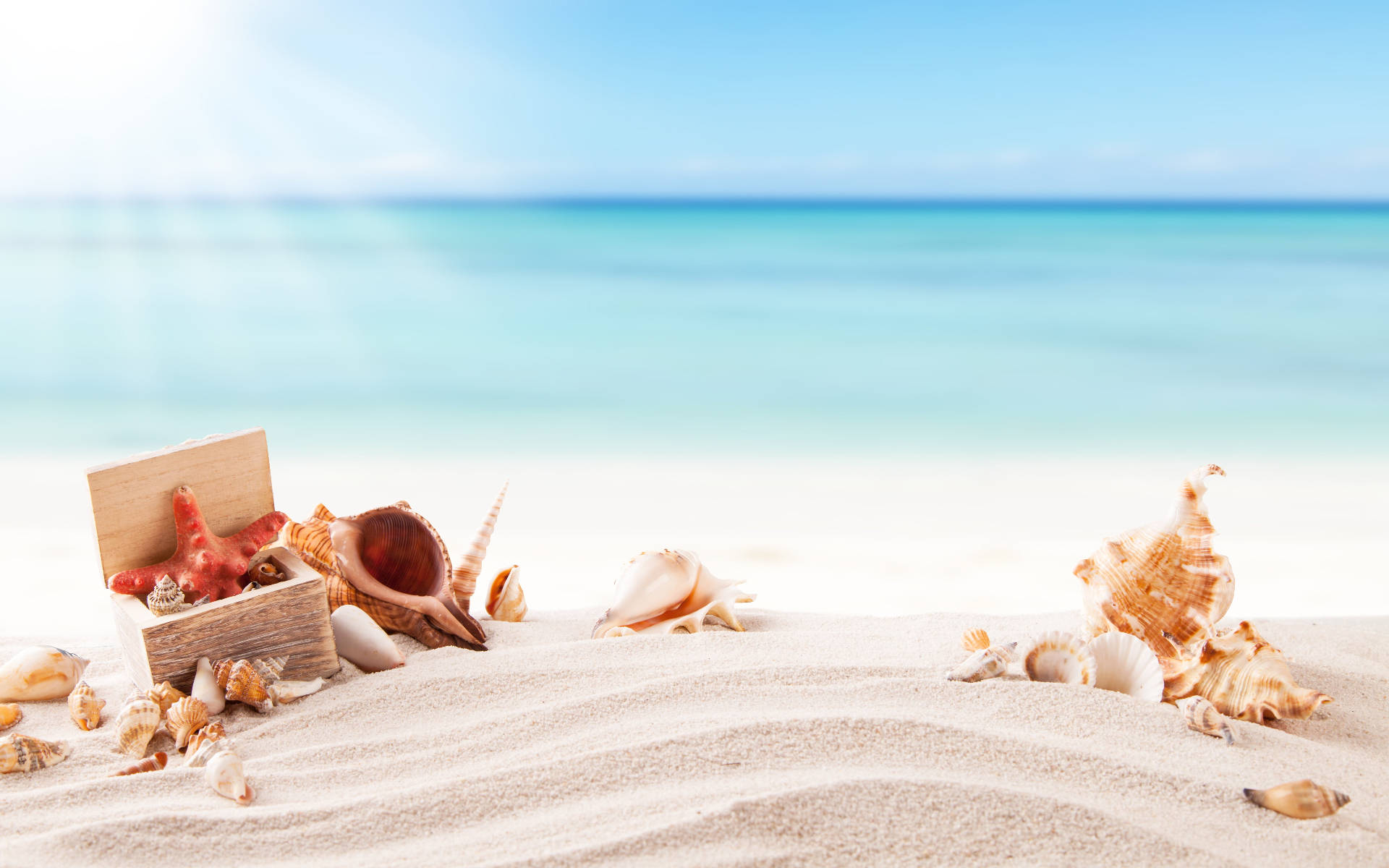 Download Shells In Sand Under Sunlight Wallpaper 