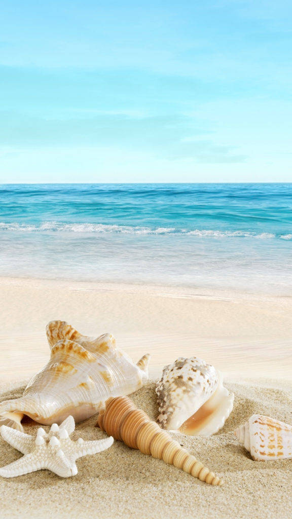 Shells On Beach Iphone Wallpaper