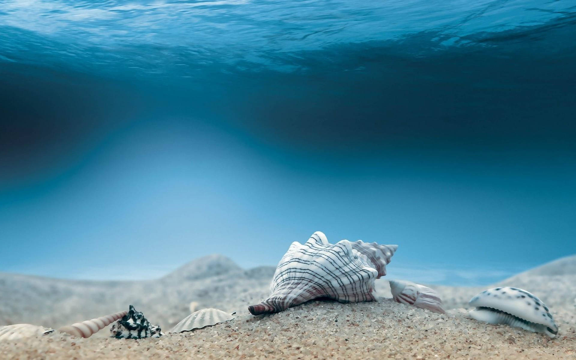 Shells Under Blue Ocean Wallpaper