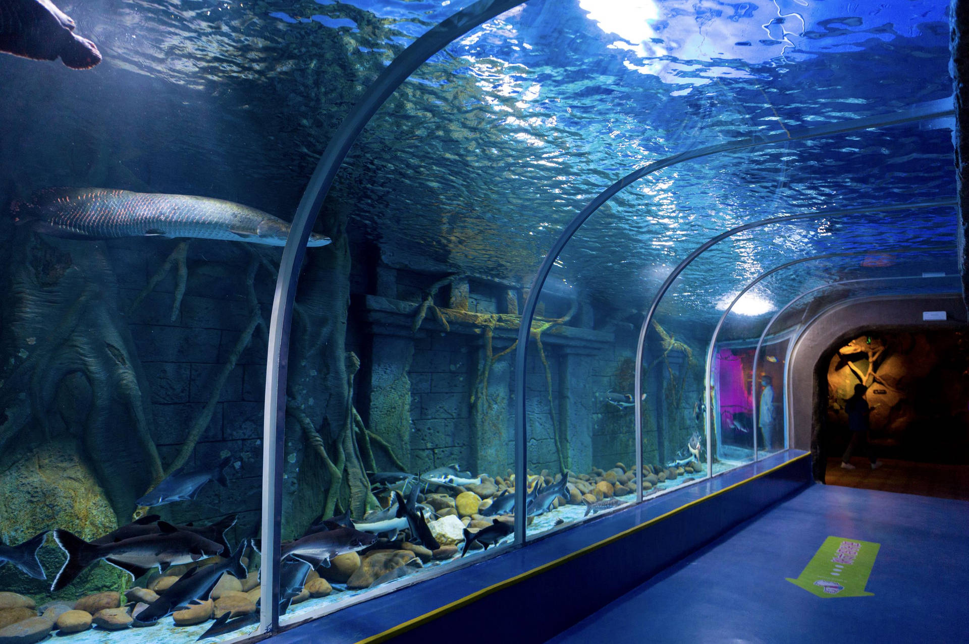 Shenzhen Dream Aquarium