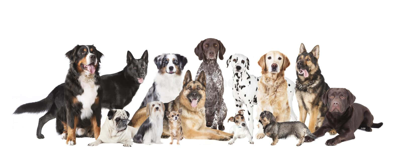 Shepherd Dog Breeds Group Photo Wallpaper