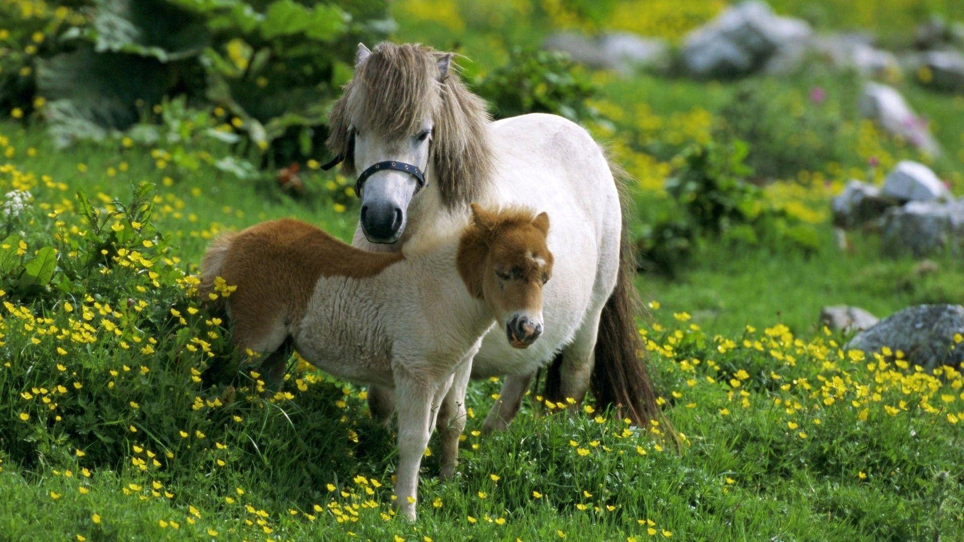 Shetland Pony And Foal On Meadow Buttercup Field Wallpaper