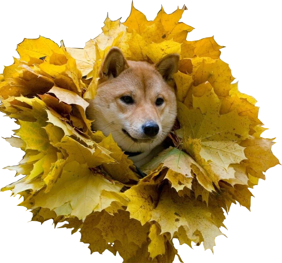 Shiba Inu Amidst Autumn Leaves PNG