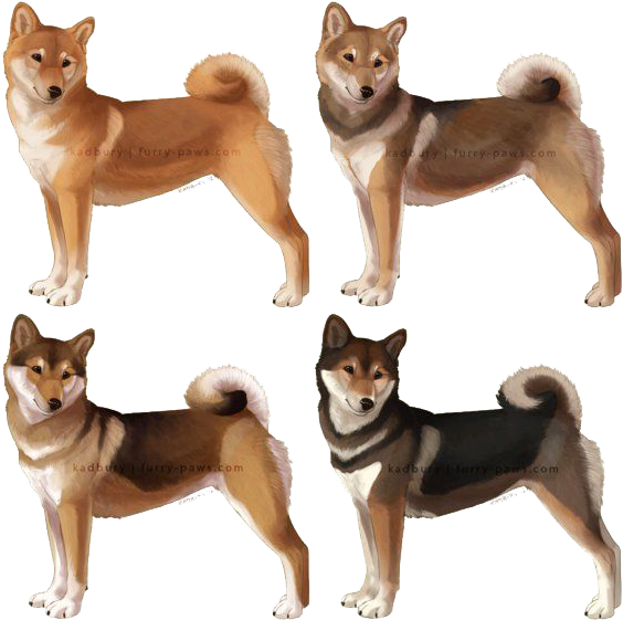 Shiba Inu Dog Poses PNG