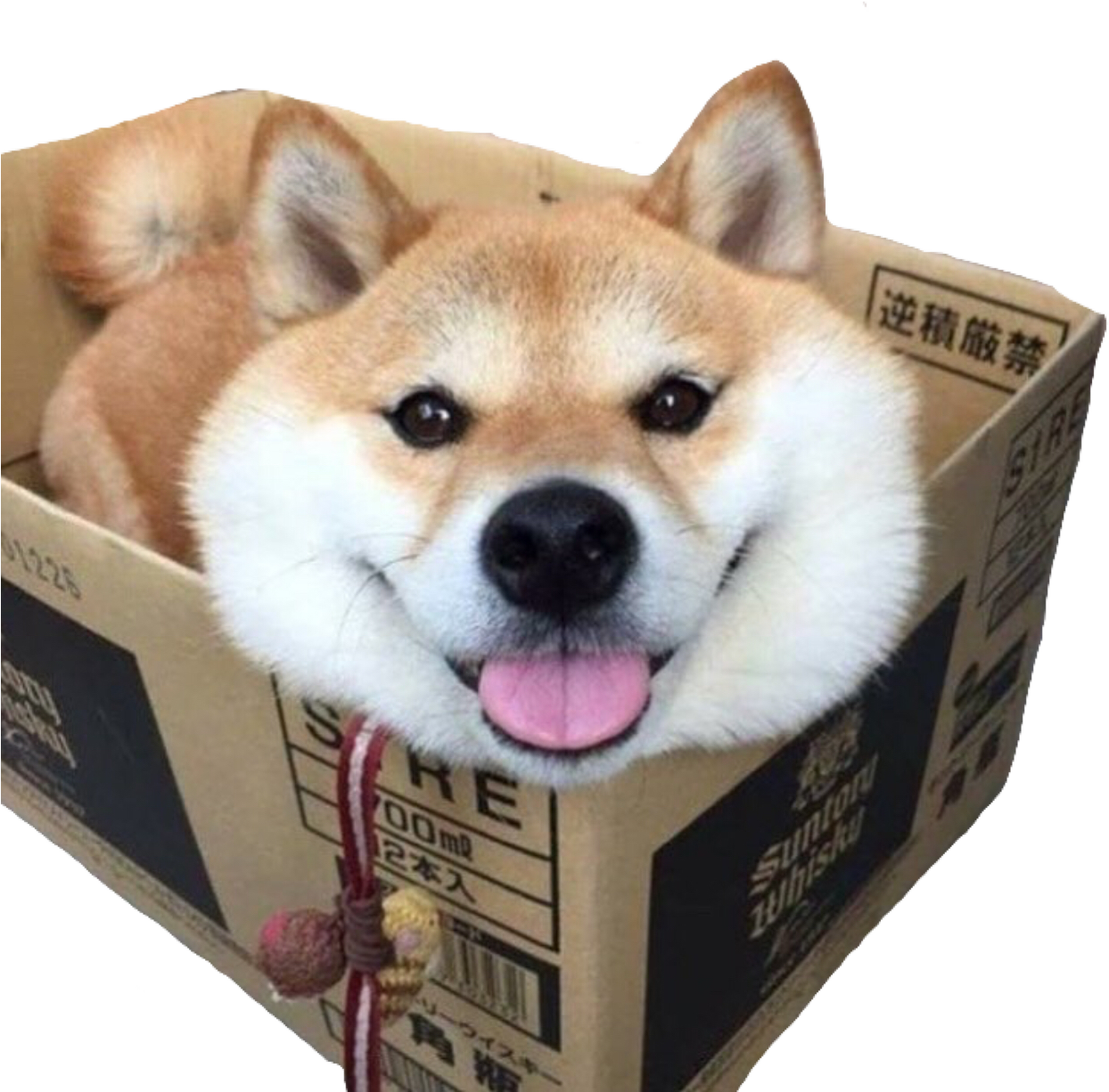 Shiba Inu In Cardboard Box PNG