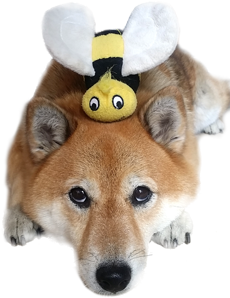 Shiba Inu With Bee Plush Hat PNG